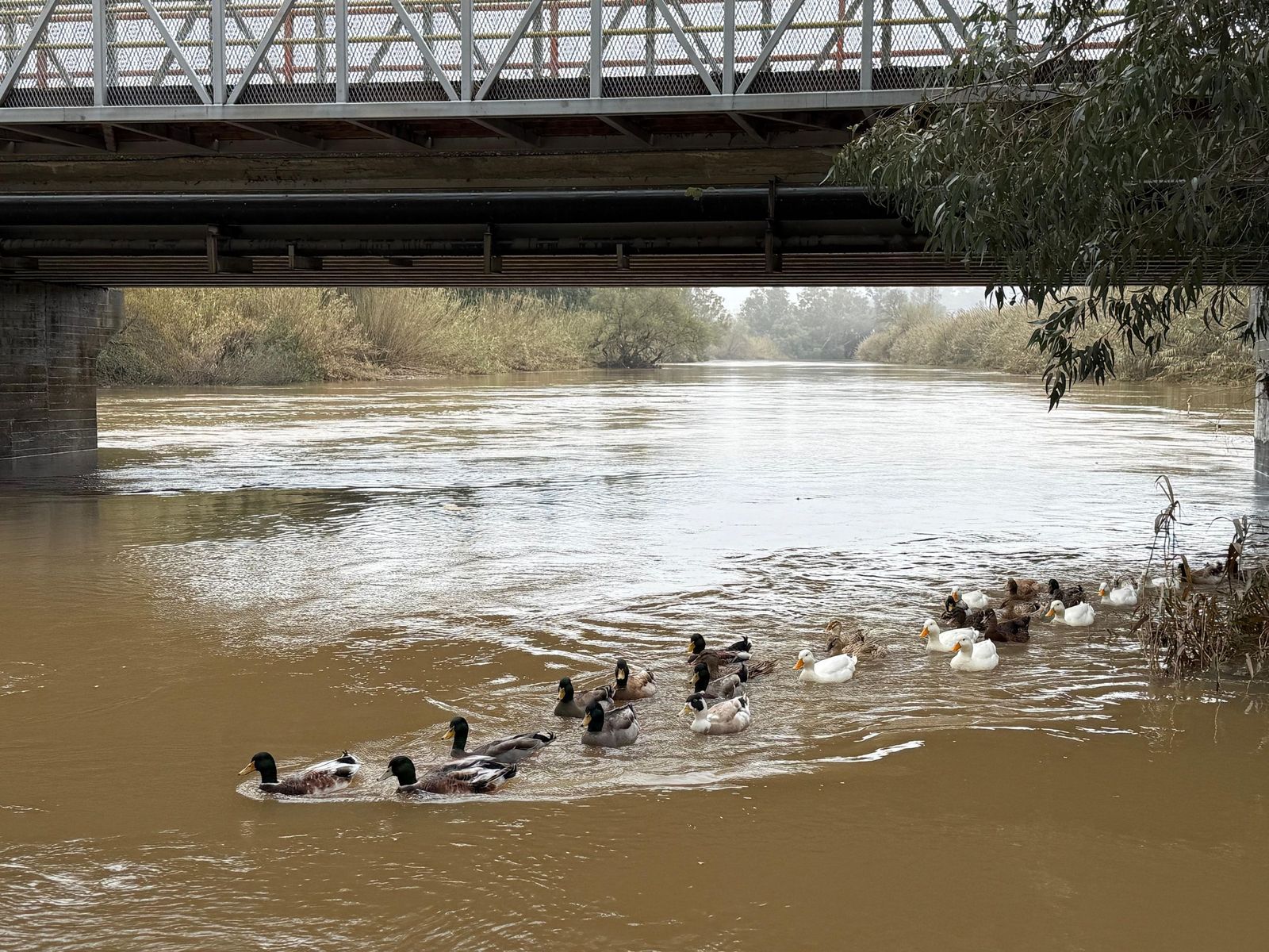 Patos en el río Palmones.