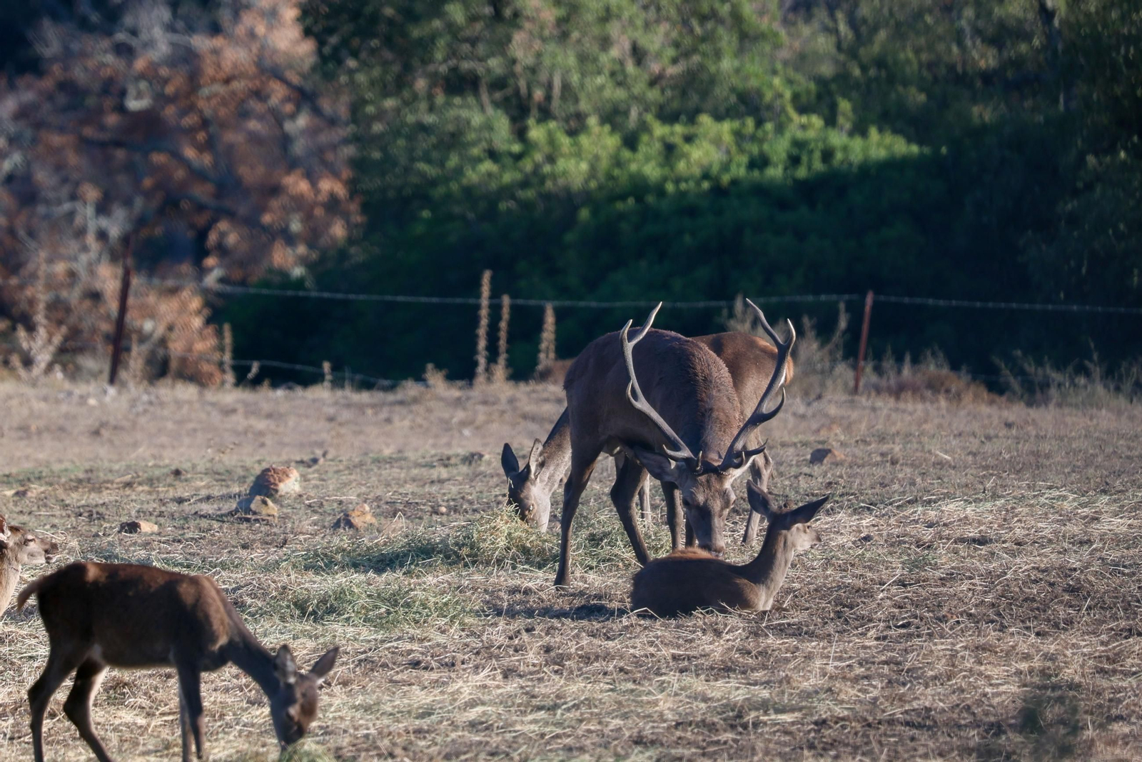 Fotos de la berrea en el Parque natural de Los Alcornocales