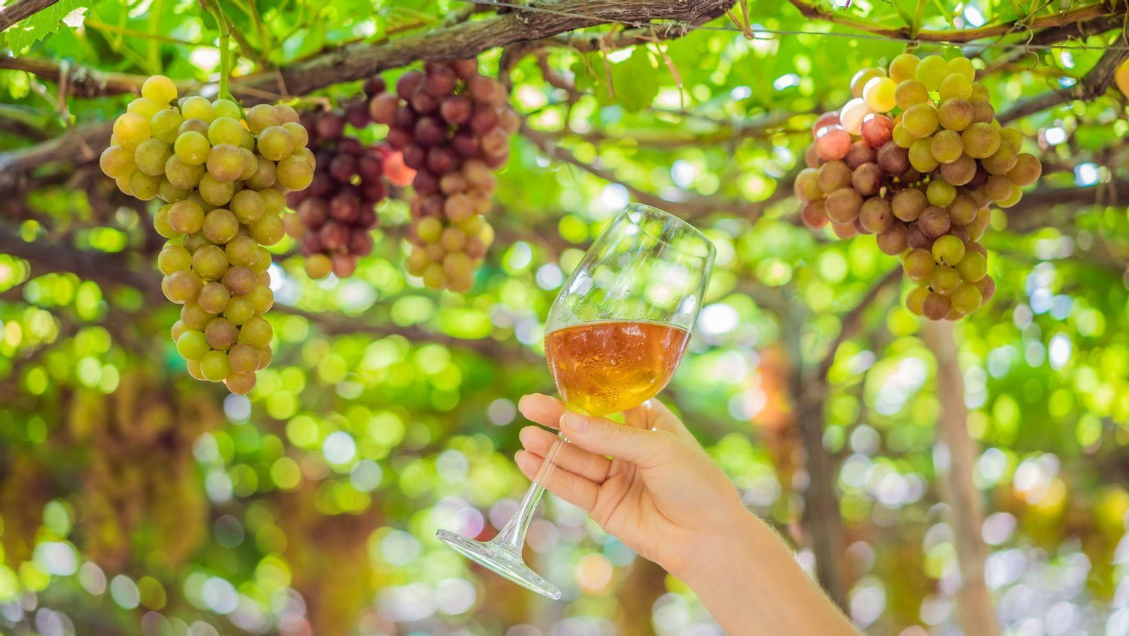 Huelva, ¿cuna de la viticultura en España?