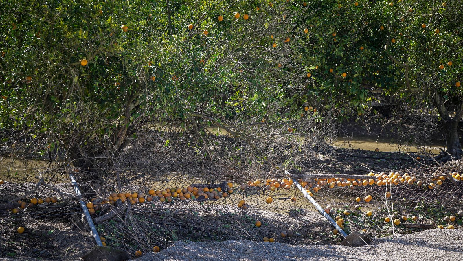 Imágenes de la visita de Juanma Moreno y el comisario europeo de Agricultura a los campos afectados por el temporal en Jerez