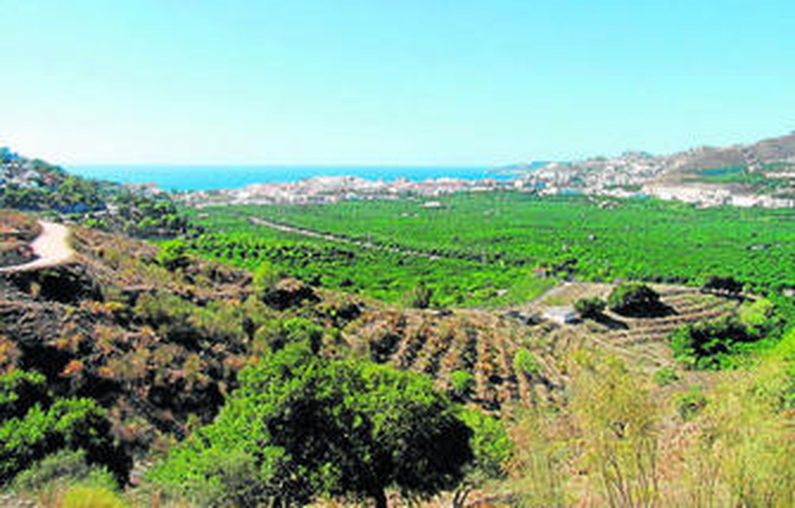 Vista de las plantaciones de la vega del Río Verde.