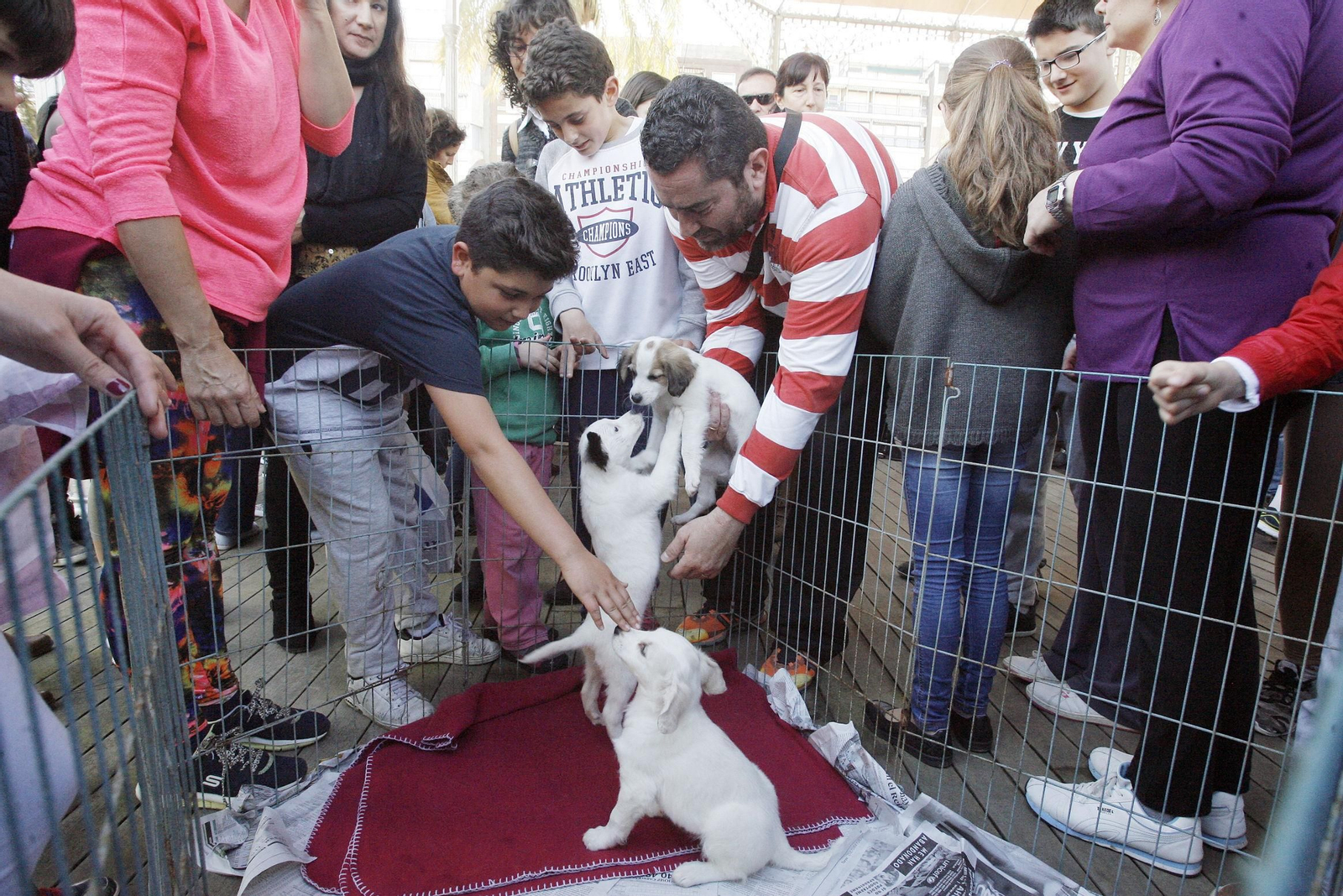 Exhibición de mascotas organizada por el CECA. Exhibición de mascotas organizada por el CECA.