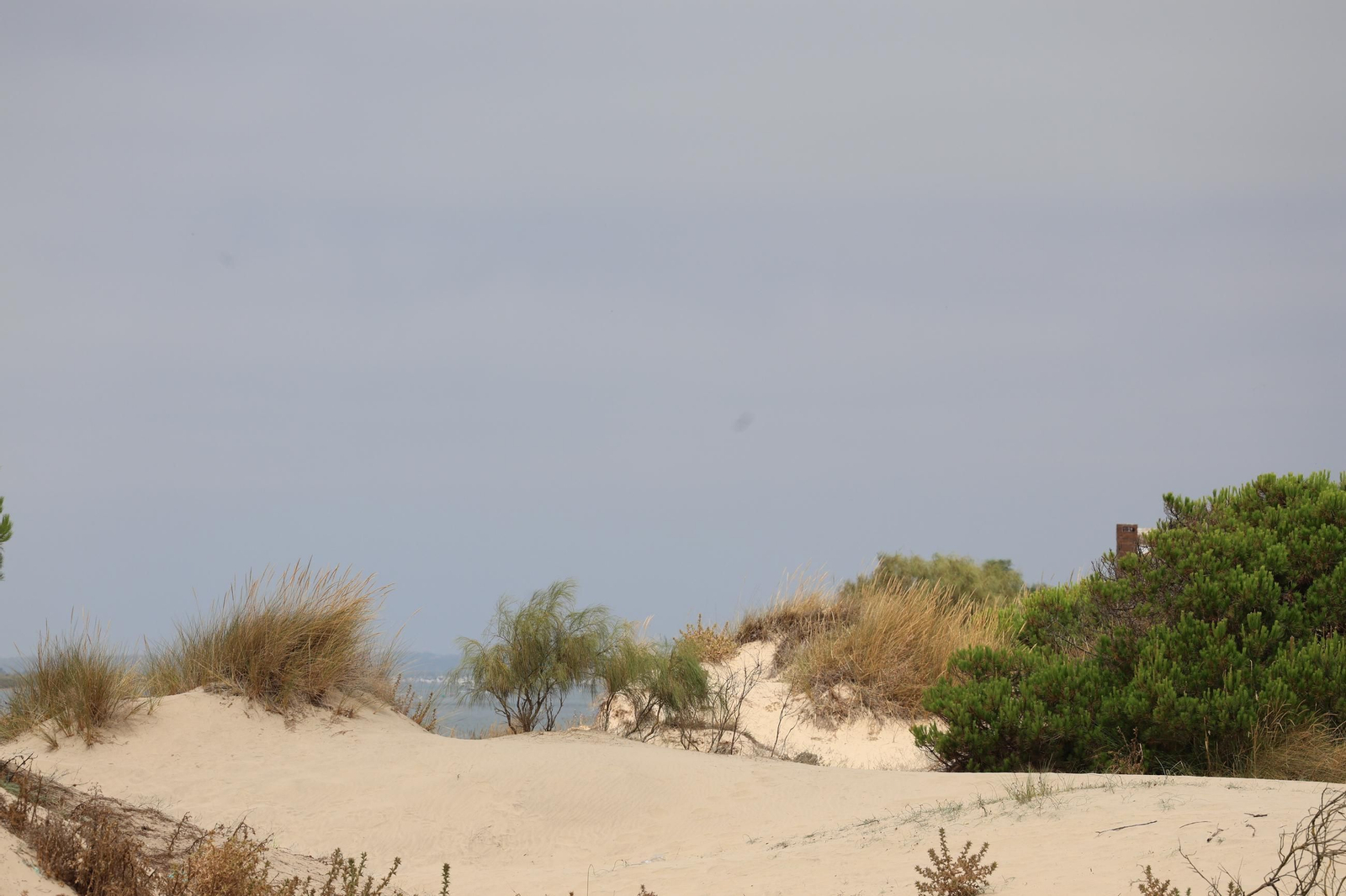 Imágenes de la diversa vegetación de las Dunas del Portil