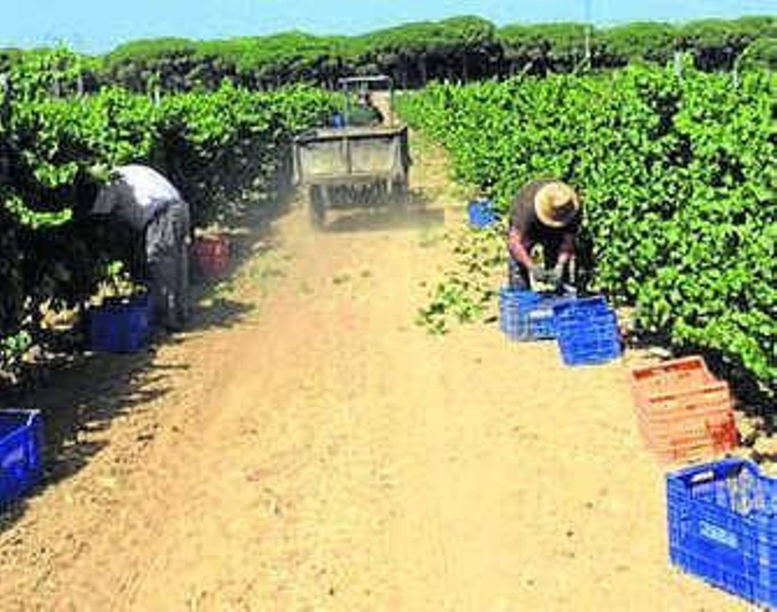 Dos trabajadores, ayer al mediodía durante la recogida de la uva en las viñas de Campano.