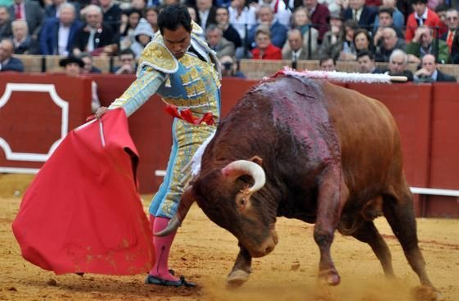 Bolívar consiguió cosechar palmas a pesar del lote que le tocó lidiar.

Foto: Manuel Gómez