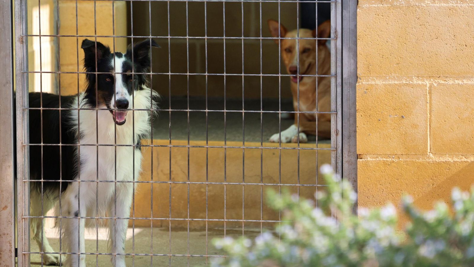 Los perros que buscan familia en la protectora de Animales de Málaga