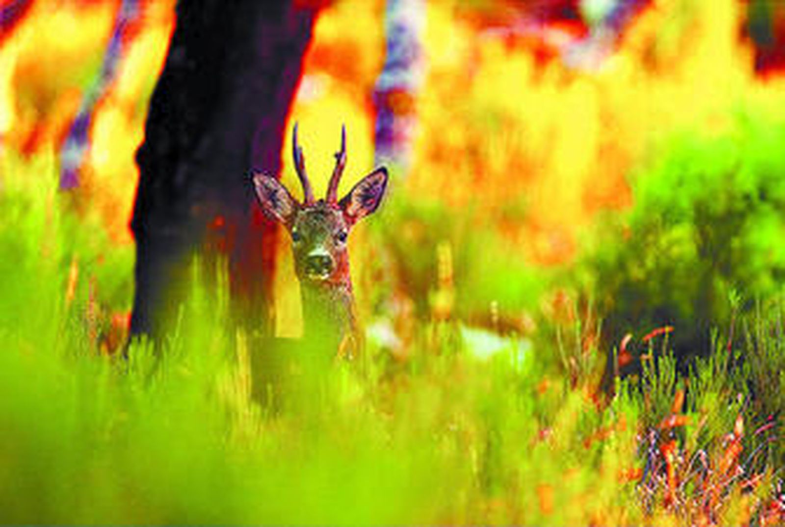 Un corzo sorprendido por la cámara en el sotobosque de un paraje del Parque Natural de Los Alcornocales, en la provincia de Cádiz.