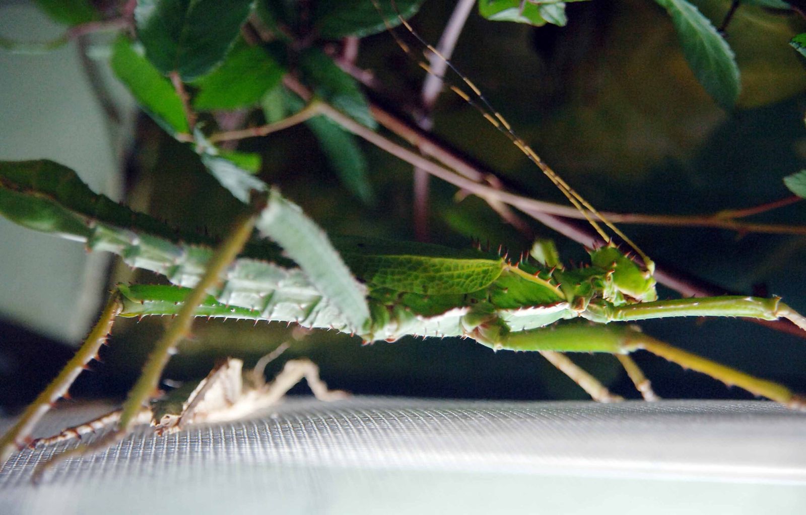 Una empresa granadina creará una granja de insectos