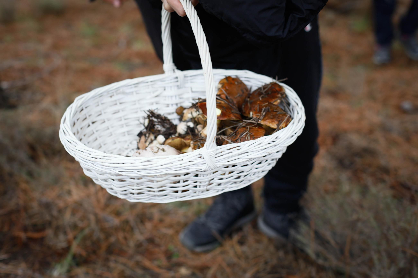 La ruta recolectora de setas en Abla por las XIX Jornadas Micológicas, en imágenes