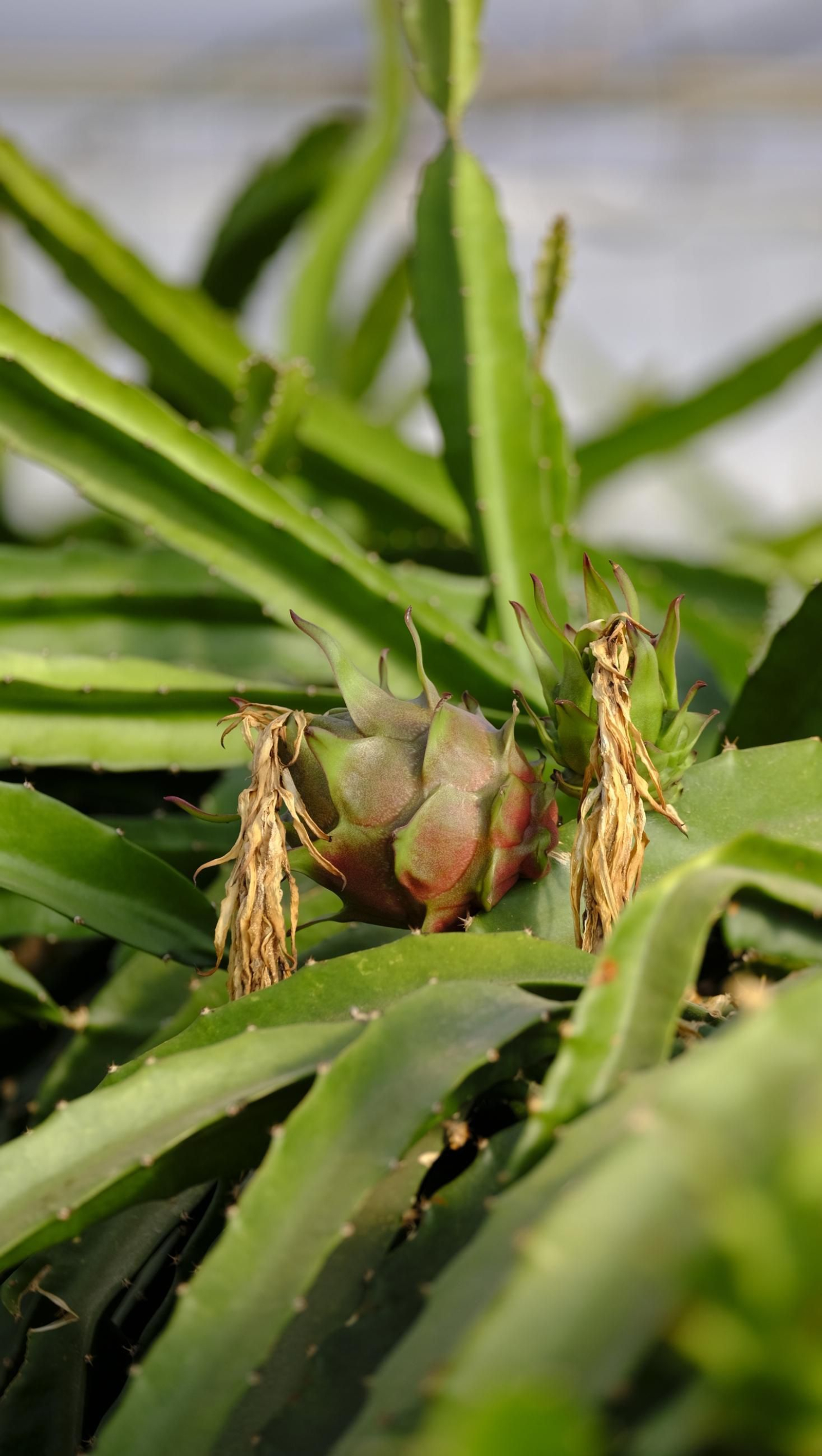 Jornada de puertas abiertas en la Estación Experimental Cajamar Las Palmerillas, en fotos