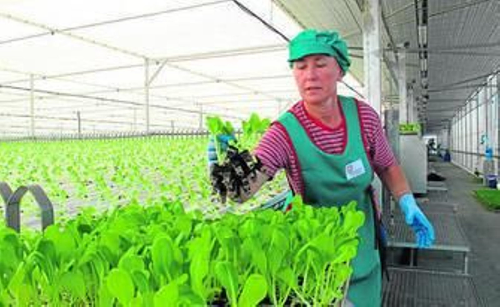 Instalaciones de Primaflor en Pulpí.