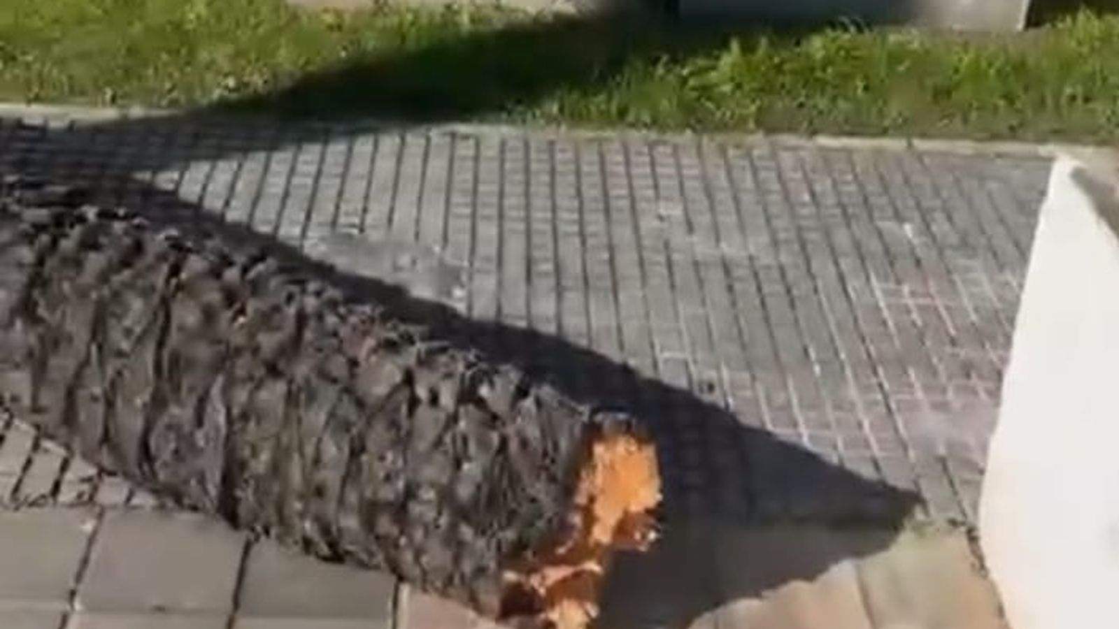 El tronco roto de la palmera.