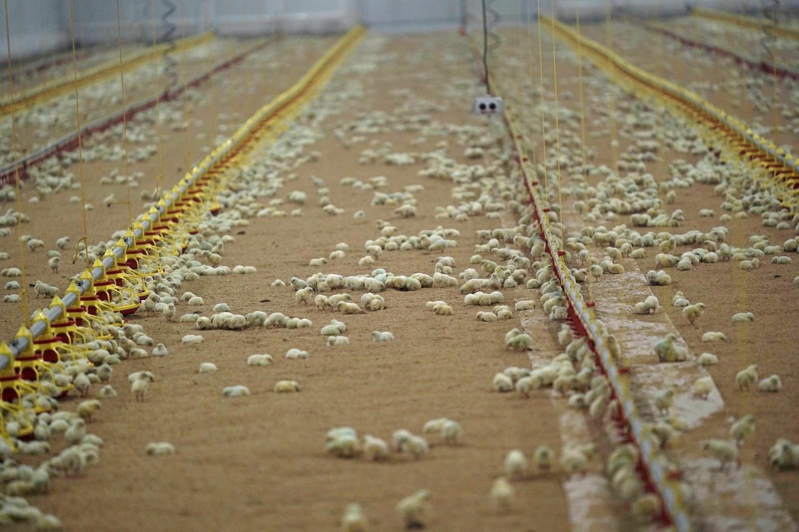 Una de las explotaciones de pollos de El Viso.