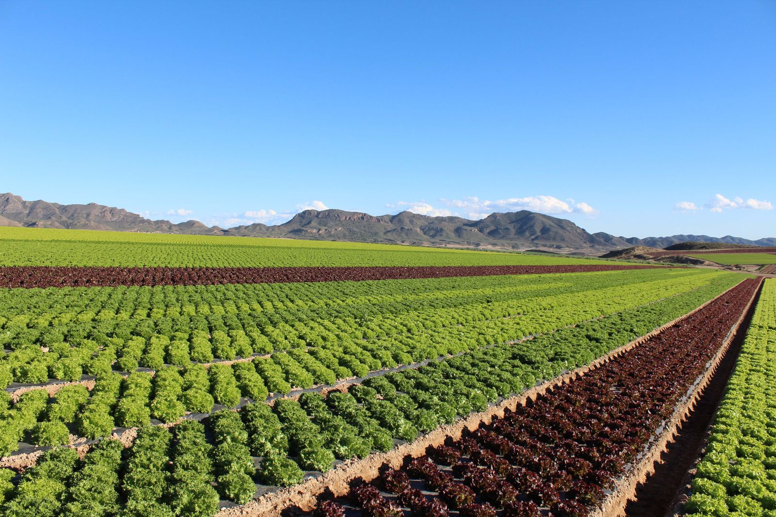 Primaflor busca convertirse en una empresa cada vez más sostenible.