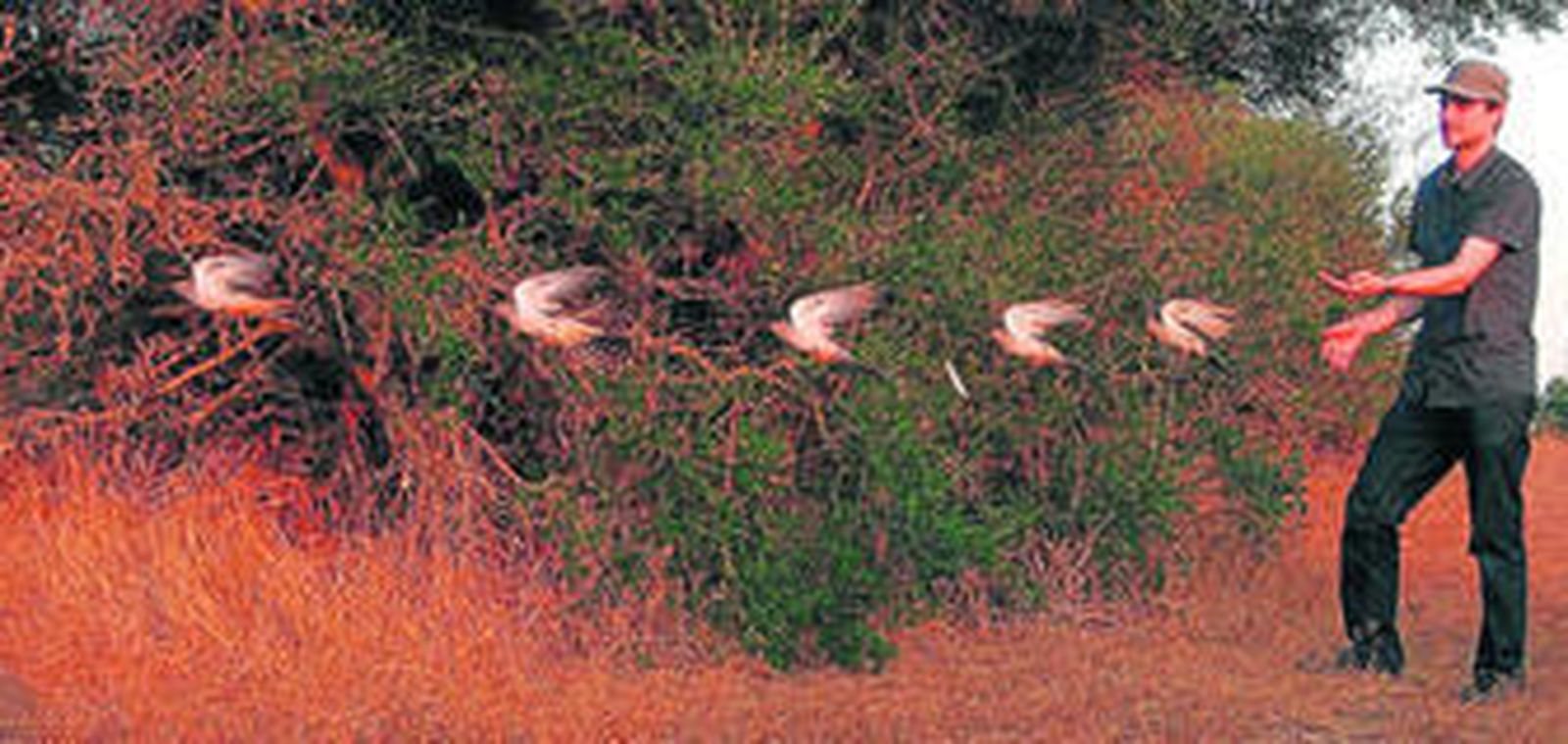 Mikkel Willemoes, liberando uno de los cucos cerca del Parque Nacional de Doñana.