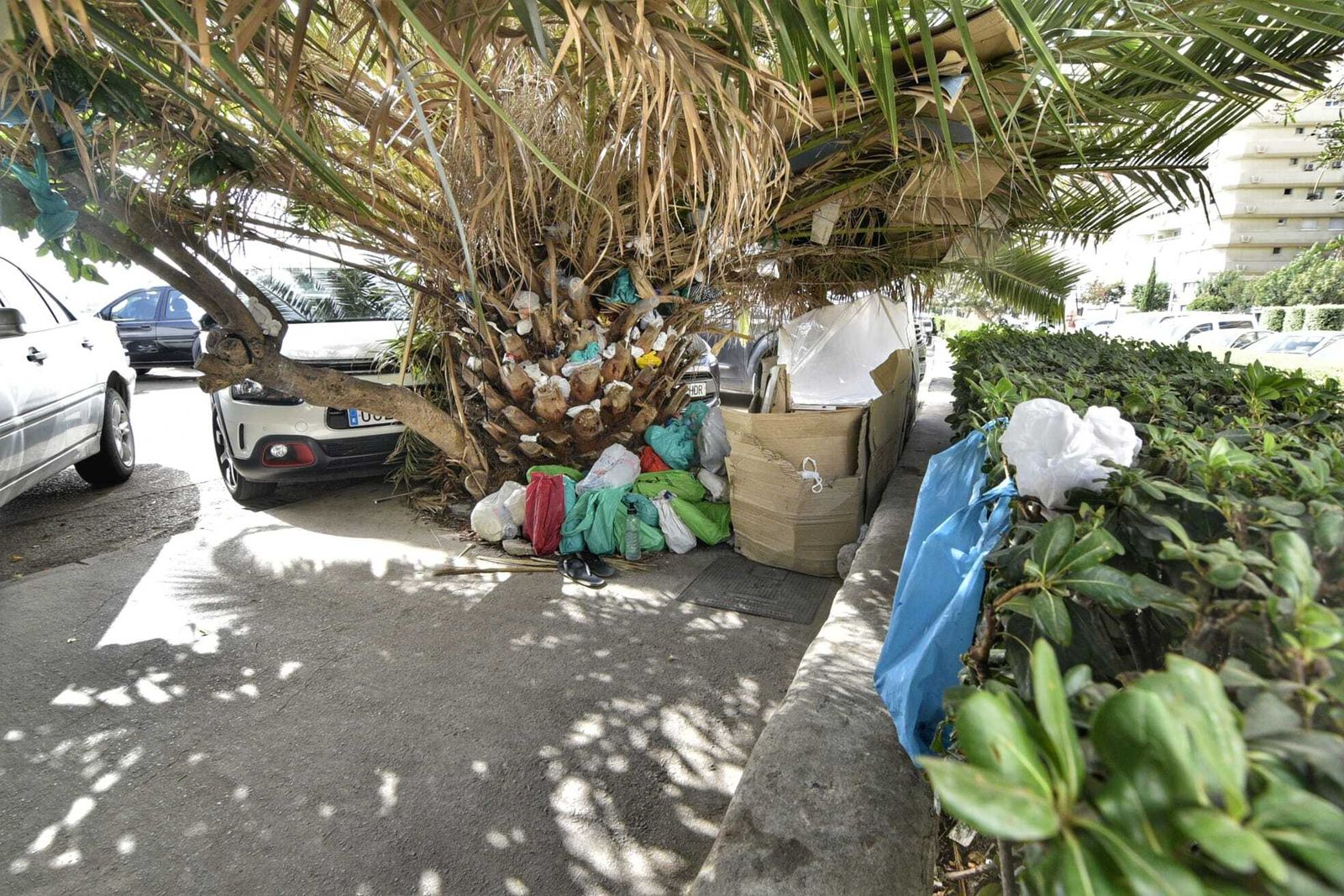 La palmera imperial de Algeciras, llena de basura y enseres.