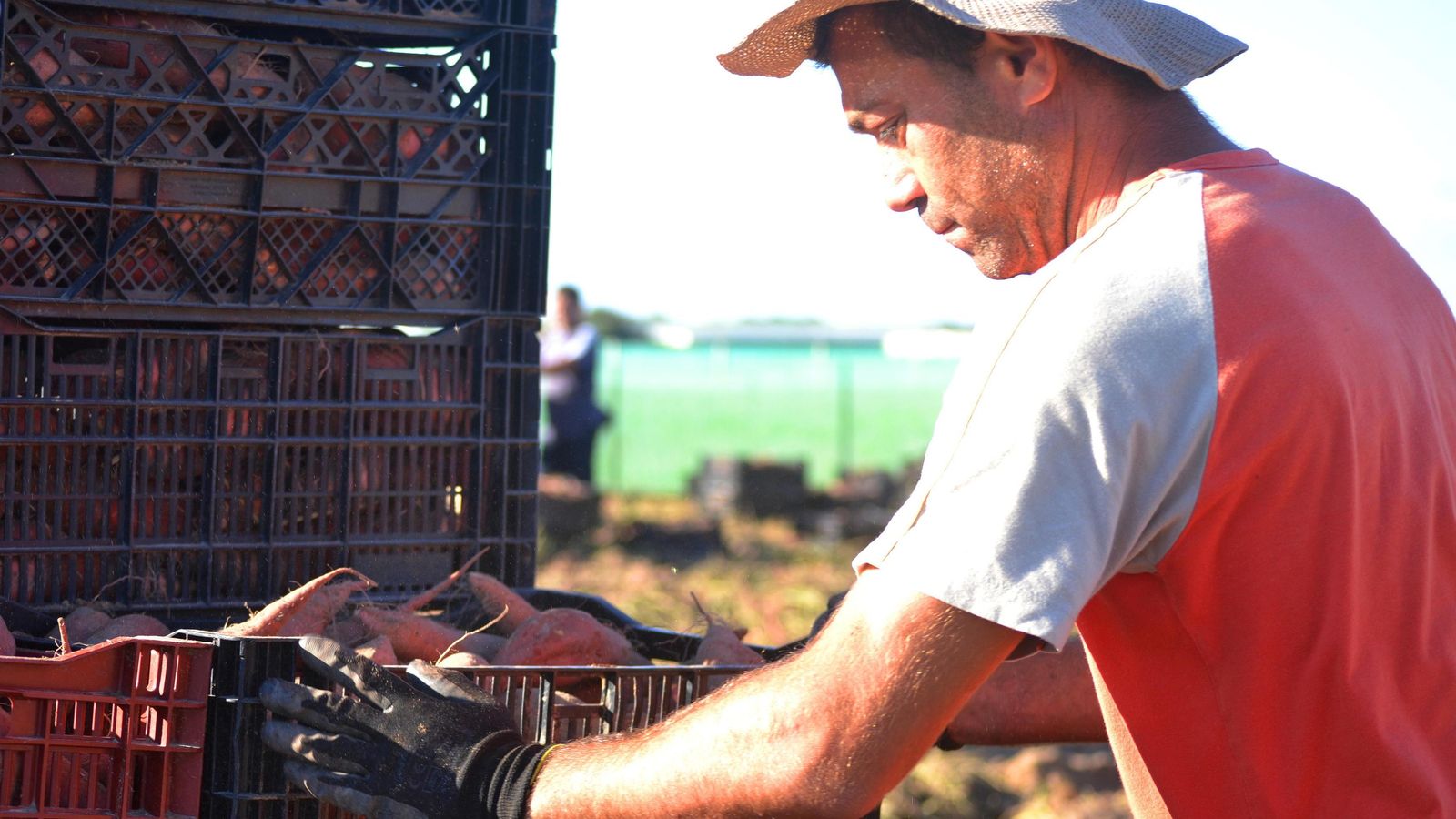 Un agricultor recoge boniatos en el campo.