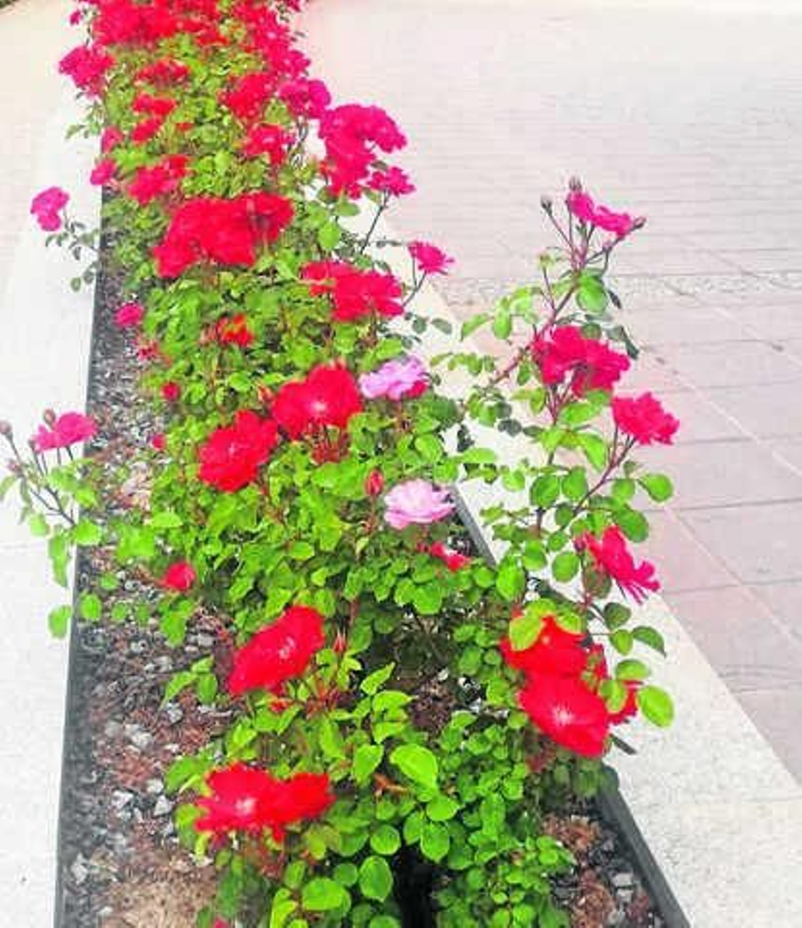 En todas las familias hay una oveja negra o una rosa rosa
