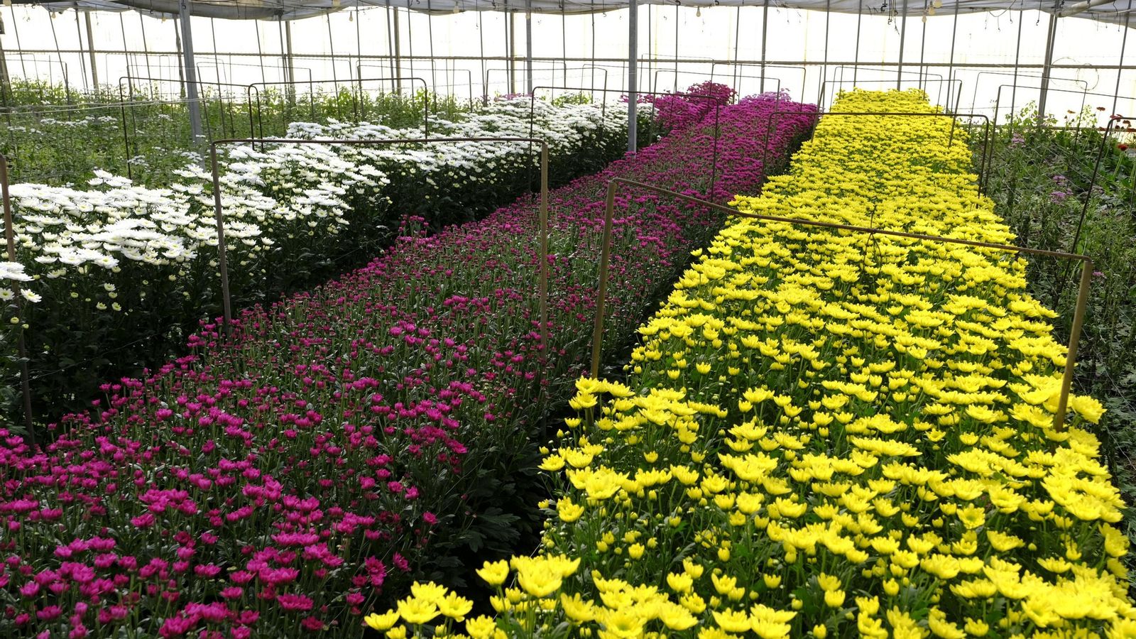 Manto de flores multicolor.