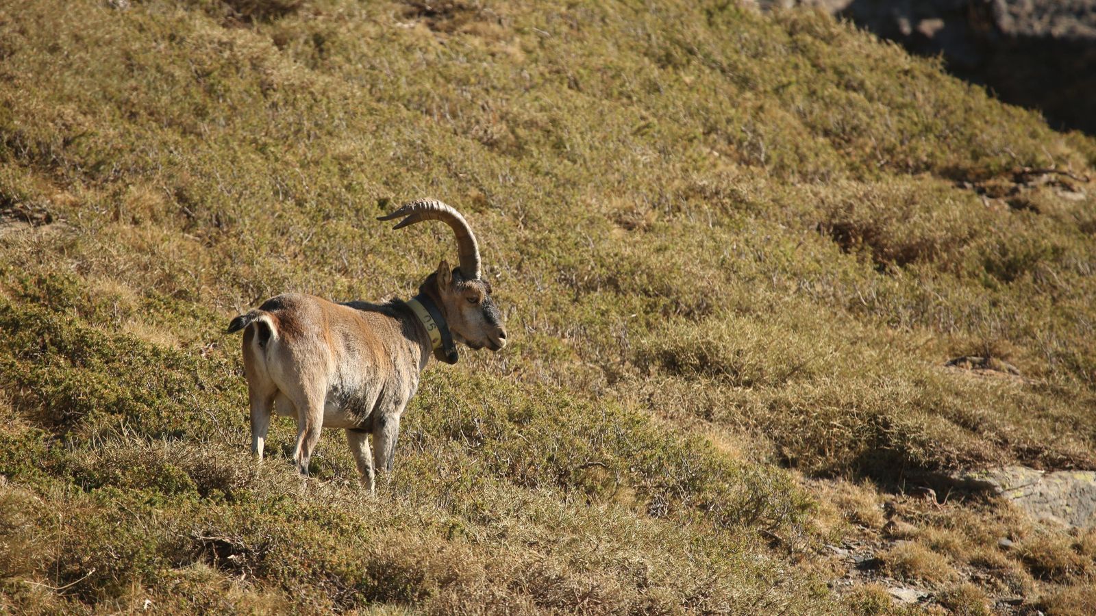 Un macho con collar para seguimiento a distancia.
