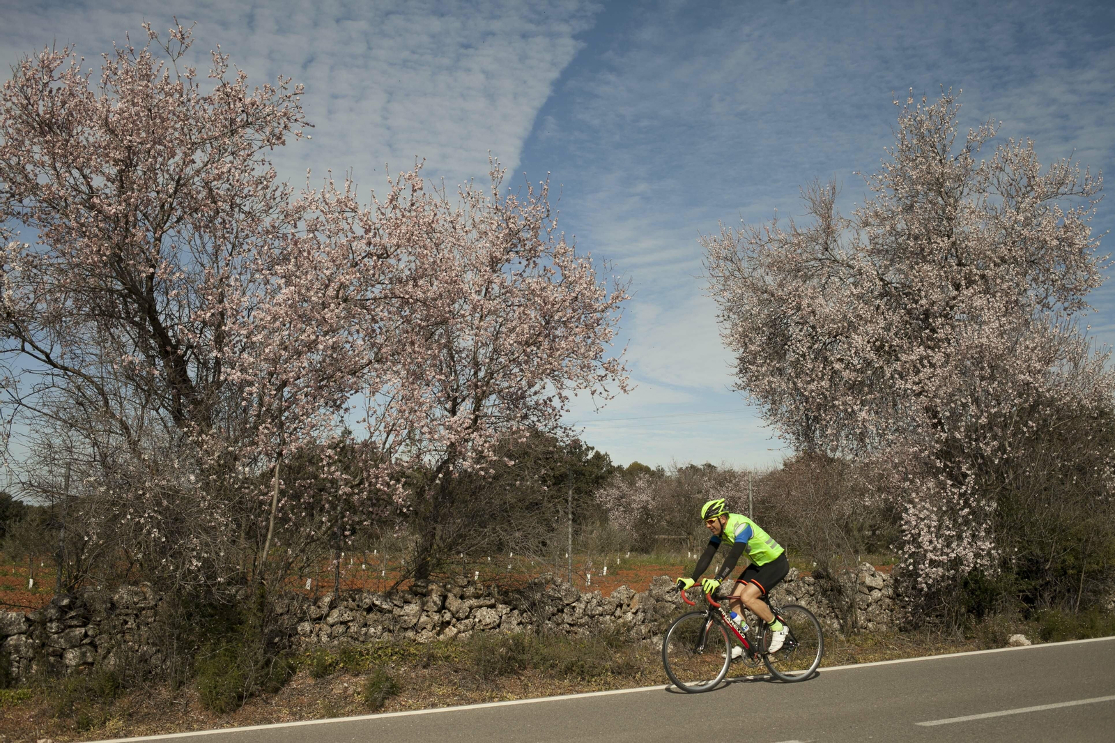 Fotos: los almendros anuncian la primavera