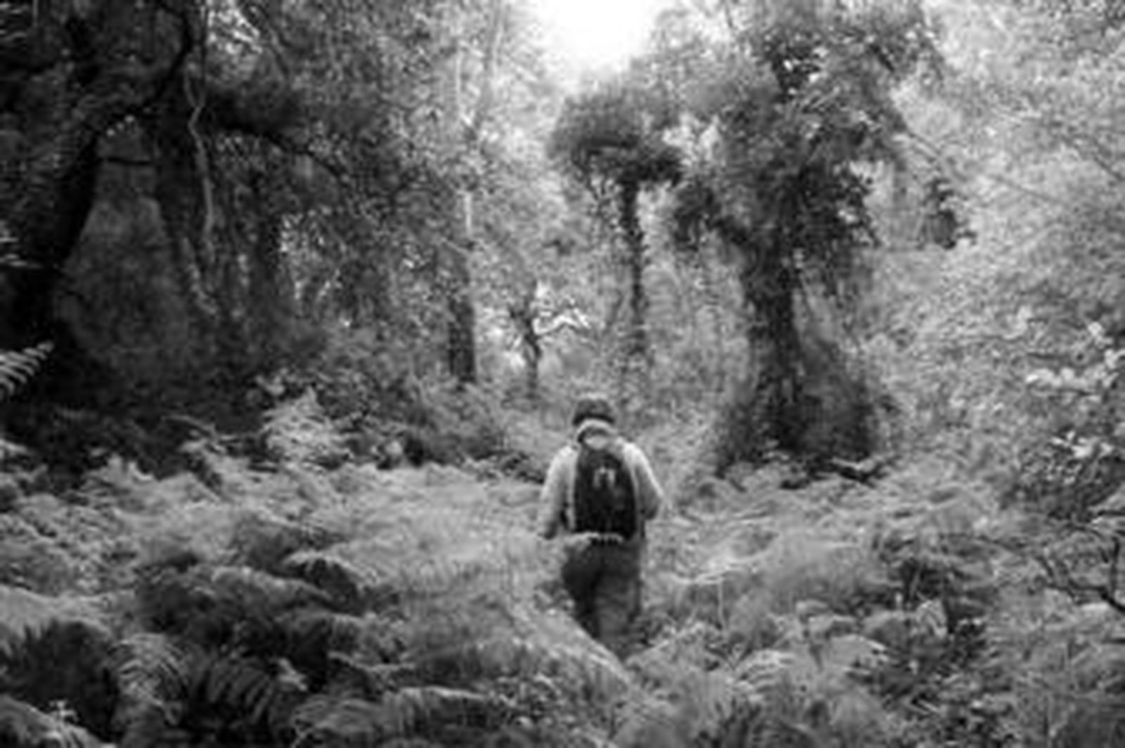 Un frondoso y verde rincón lleno de helechos en la bajada del Cerro del Rayo, en un sendero que lleva hasta El Cobre.