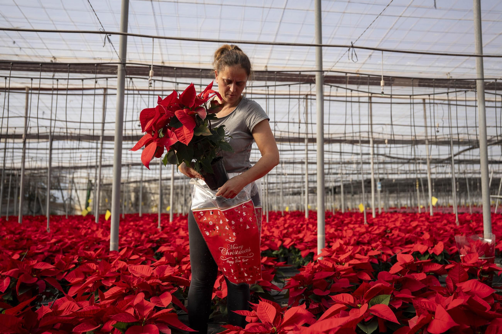 Así son las flores de pascua de SolísPlant, en imágenes