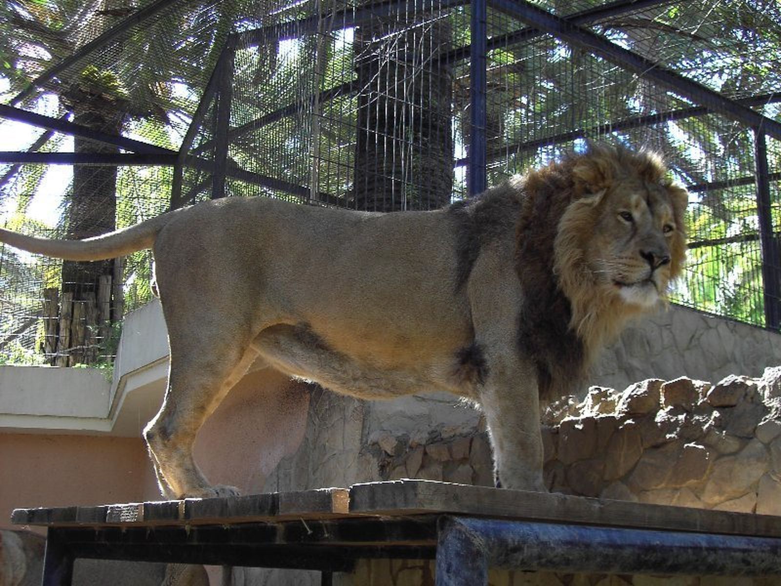 Imagen del ejemplar de león asiático, en el Zoo de Jerez.