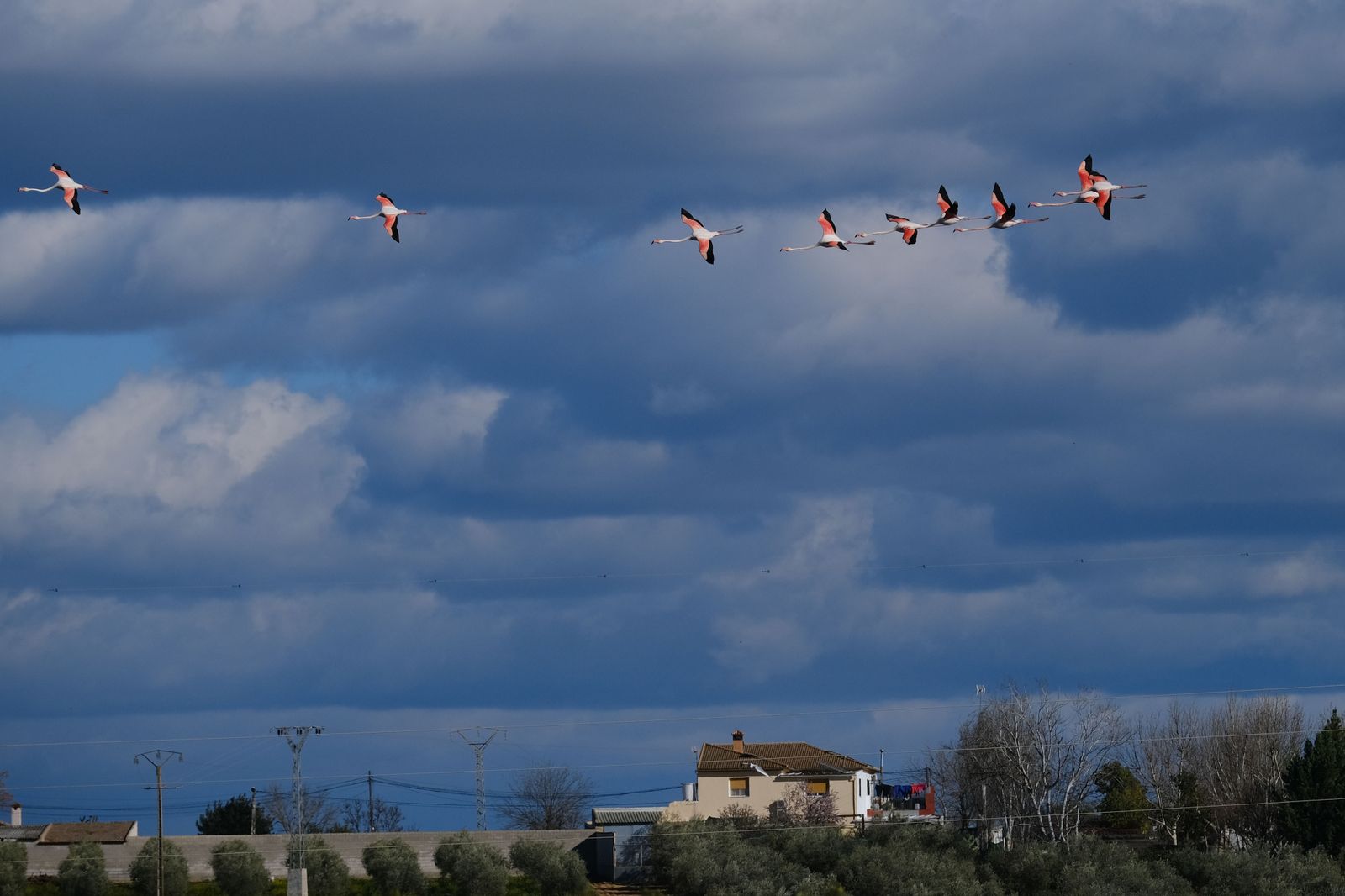 Los flamencos regresan a Fuente de Piedra, en fotos