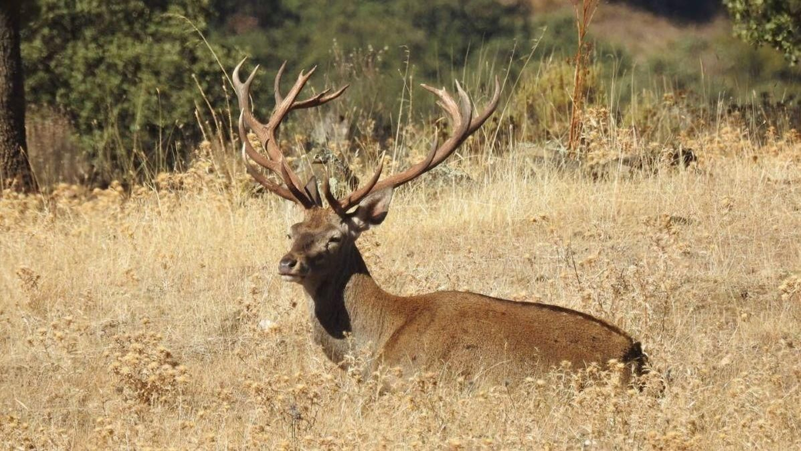El ciervo es uno de los animales destacados de la fauna de esta sierra jienense.