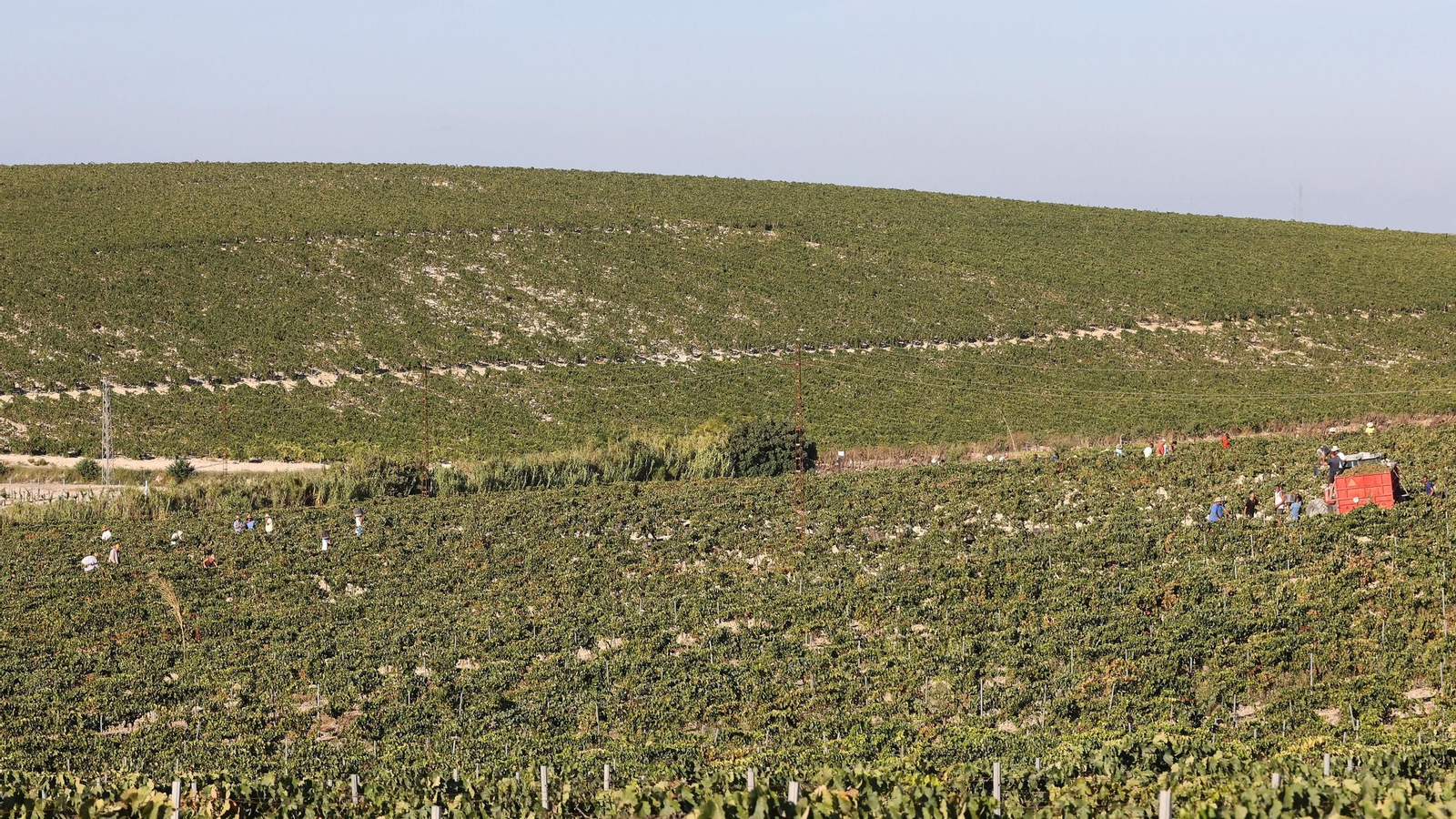 Vendimia a mano en la Viña El Caribe en Jerez