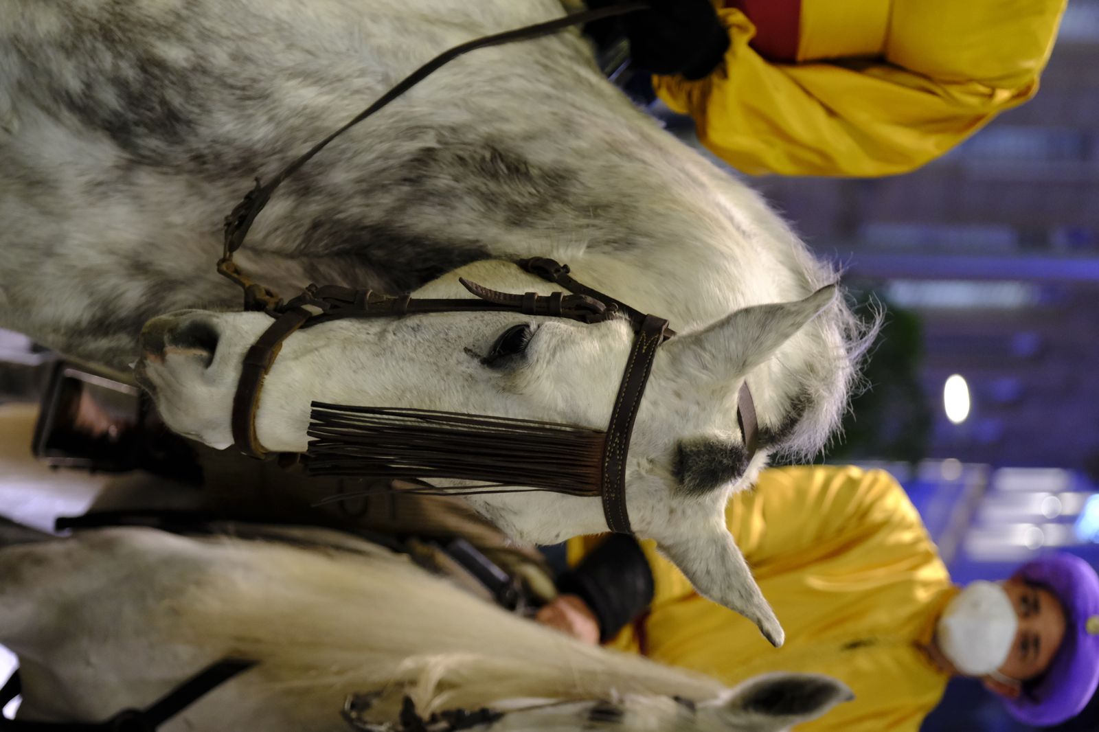 Fotogalería cabalgata de los Reyes Magos en Almería