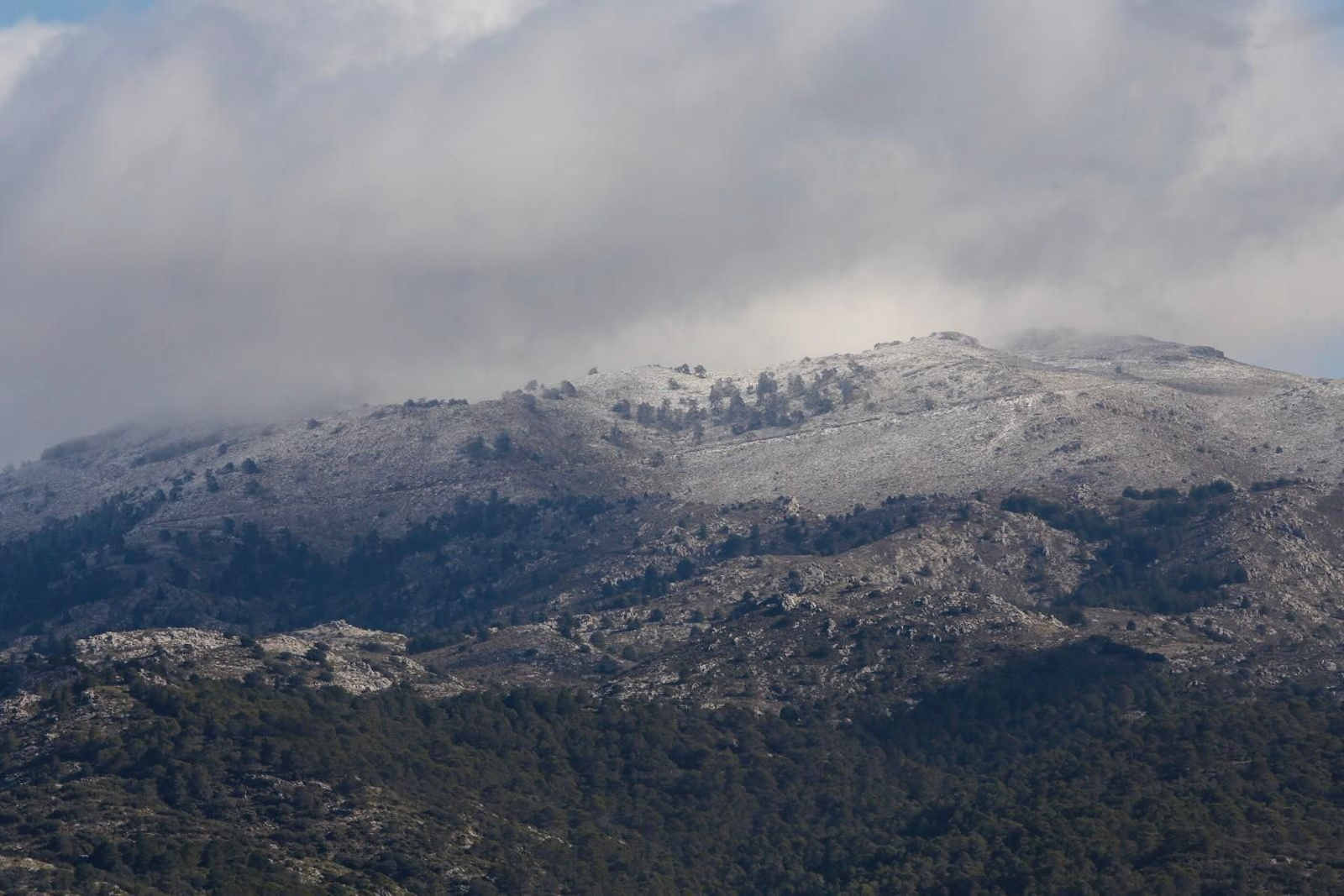 Primeros copos en la Sierra de las Nieves