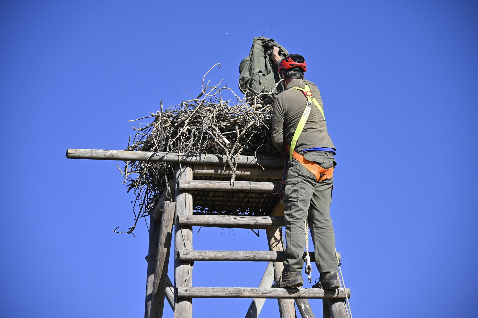 Anillamiento de tres pollos de águila pescadora nacidas en el Paraje Natural Marismas del Odiel