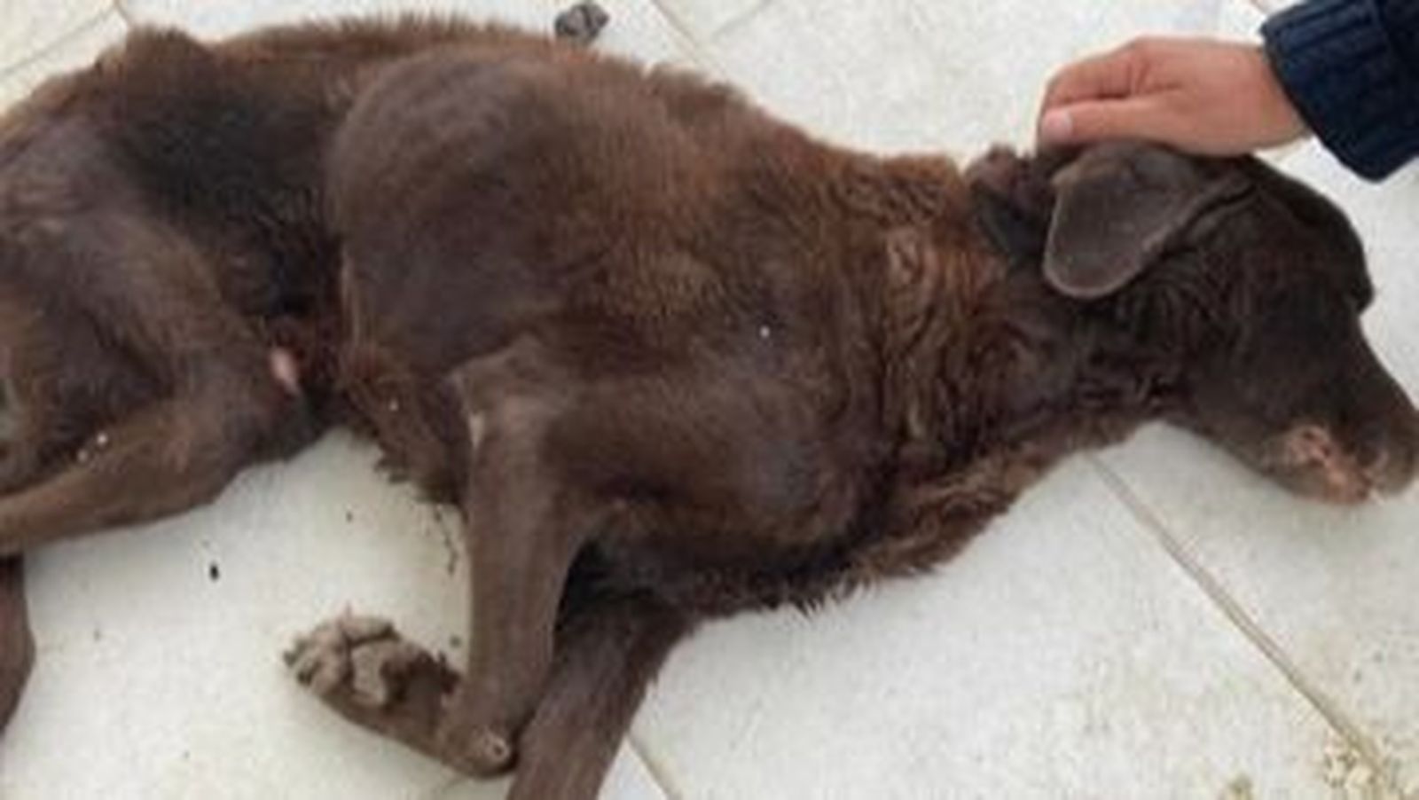 El animal fue abandonado por sus dueños en la Cruz Roja de Mojácar