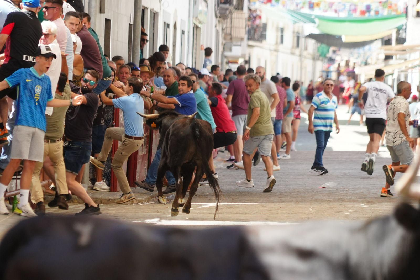Las mejores imágenel del encierro de vaquillas de El Viso