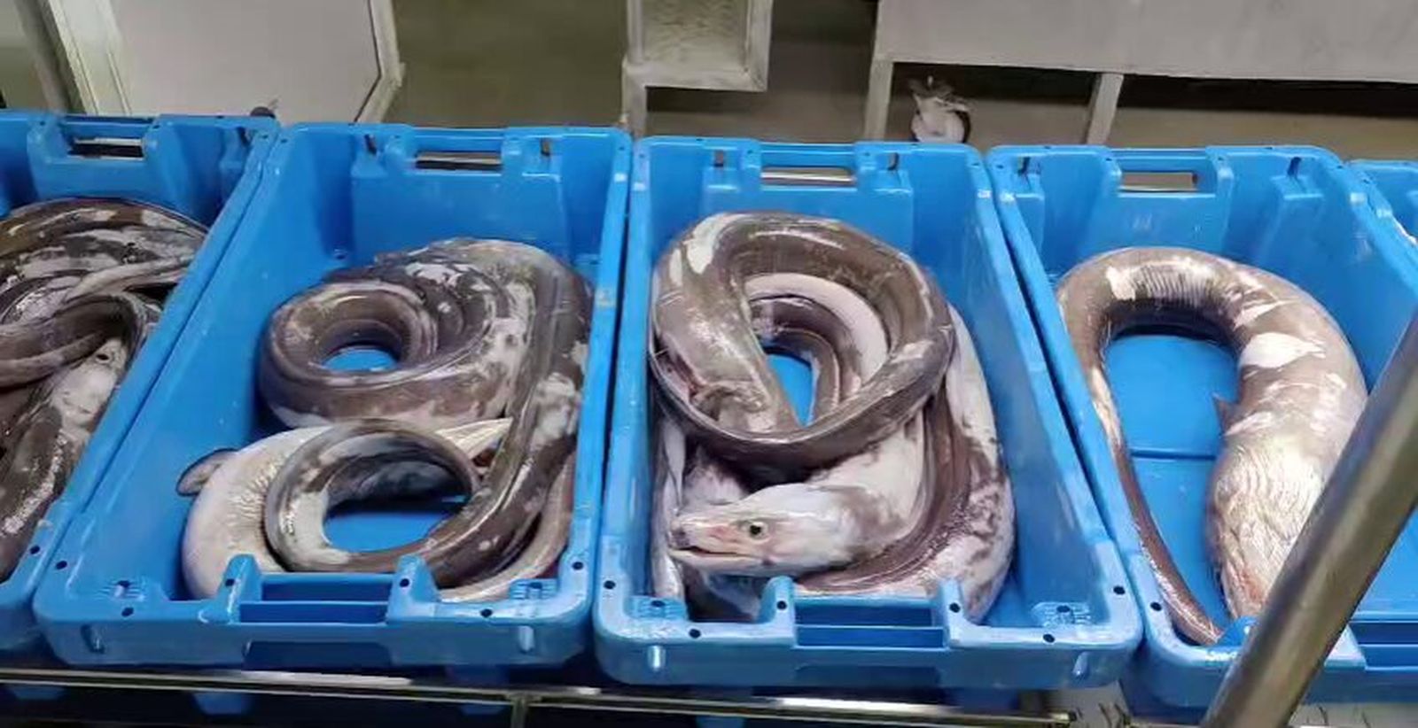 Congrios en la lonja de Conil.