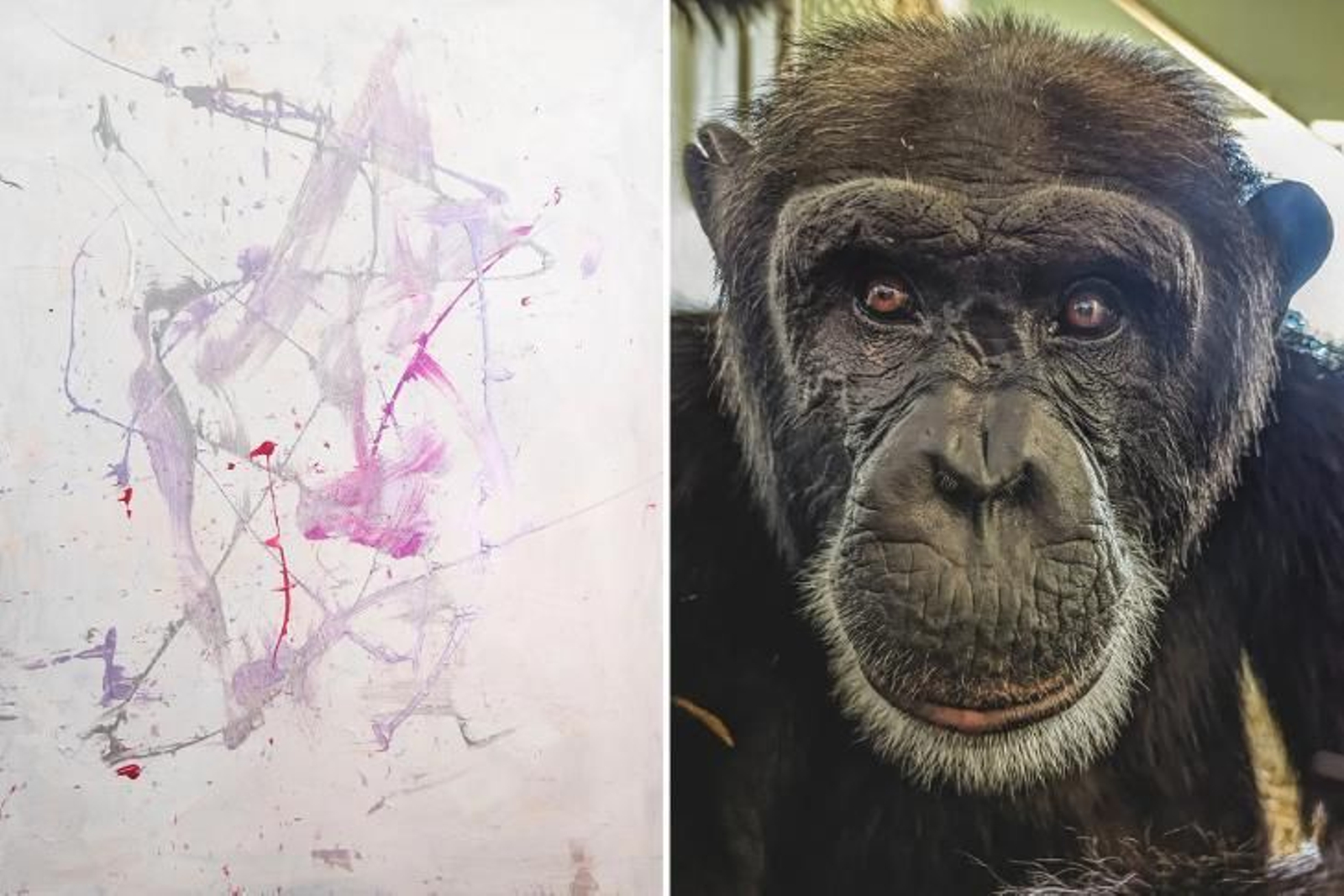Una exposición presenta por primera vez cuadros pintados por chimpancés