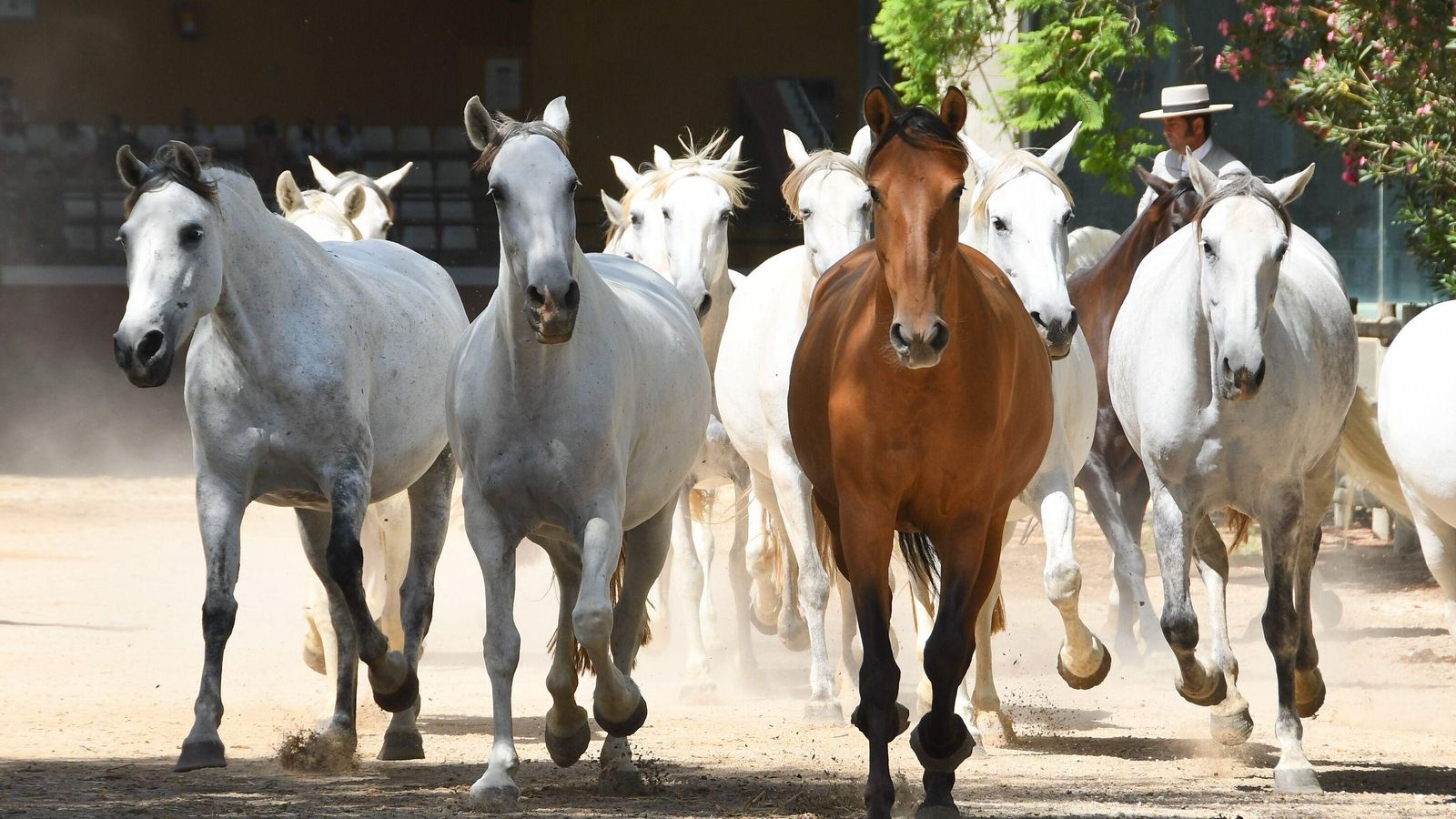 Varios ejemplares pertecientes a la Yeguada de la Cartuja.