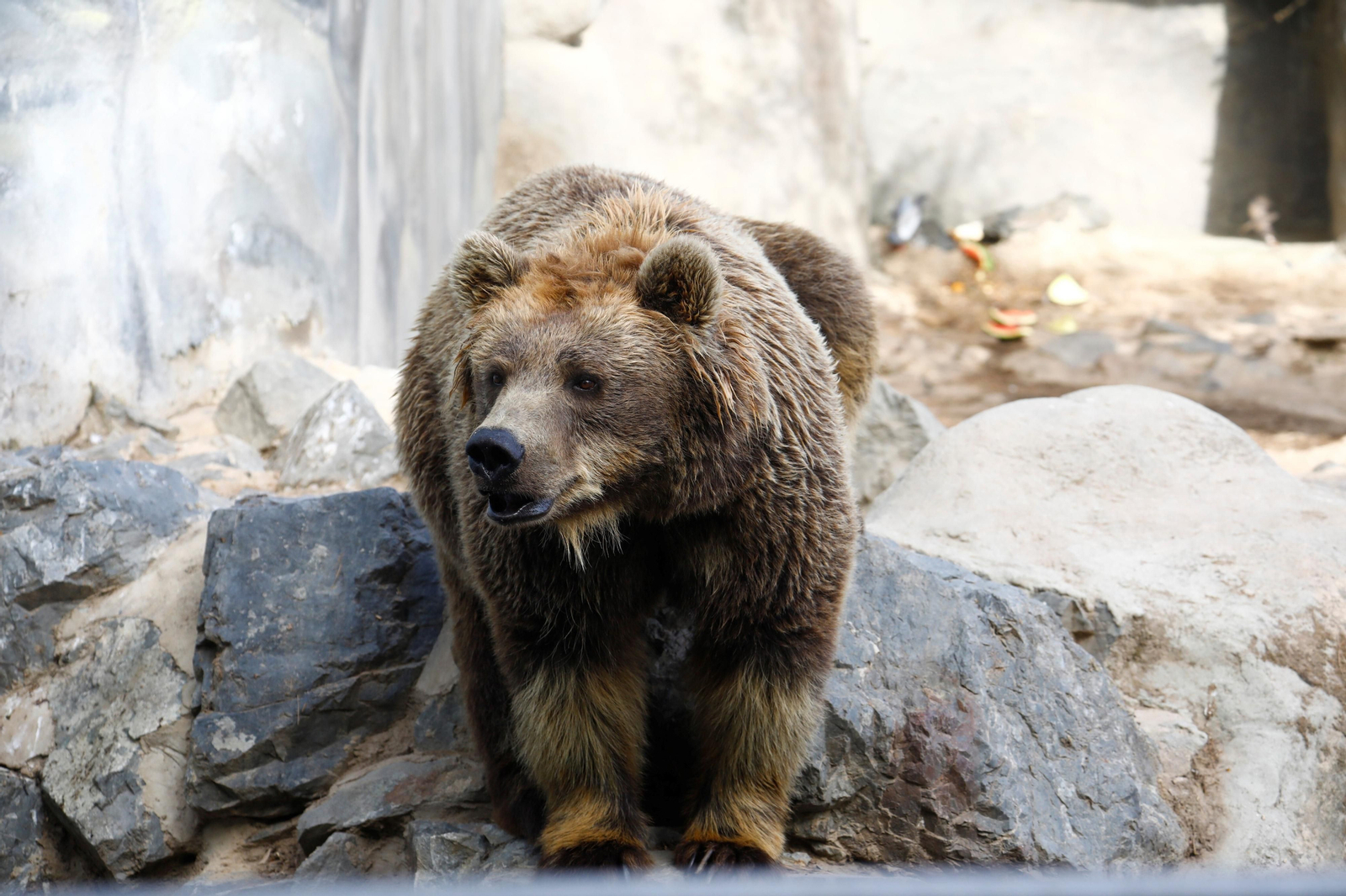 Fotogalería: Así viven los animales del Zoo de Córdoba los meses de verano