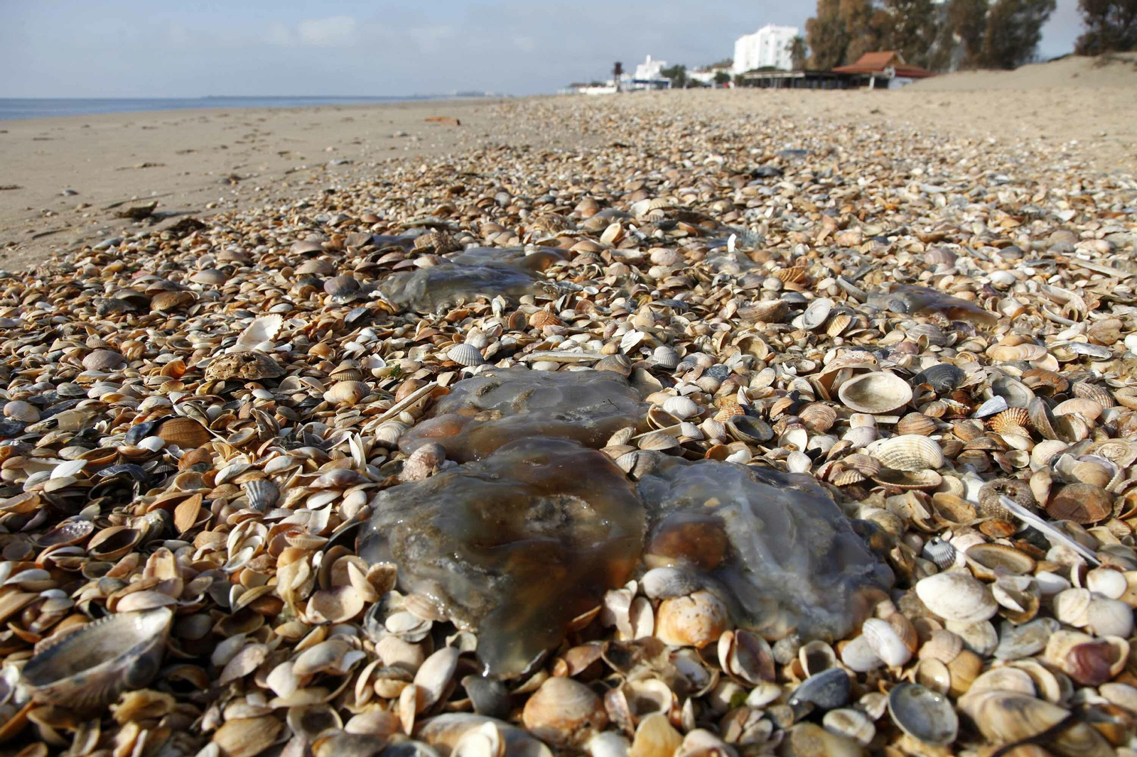 Varios ejemplares de medusas en el litoral onubense.