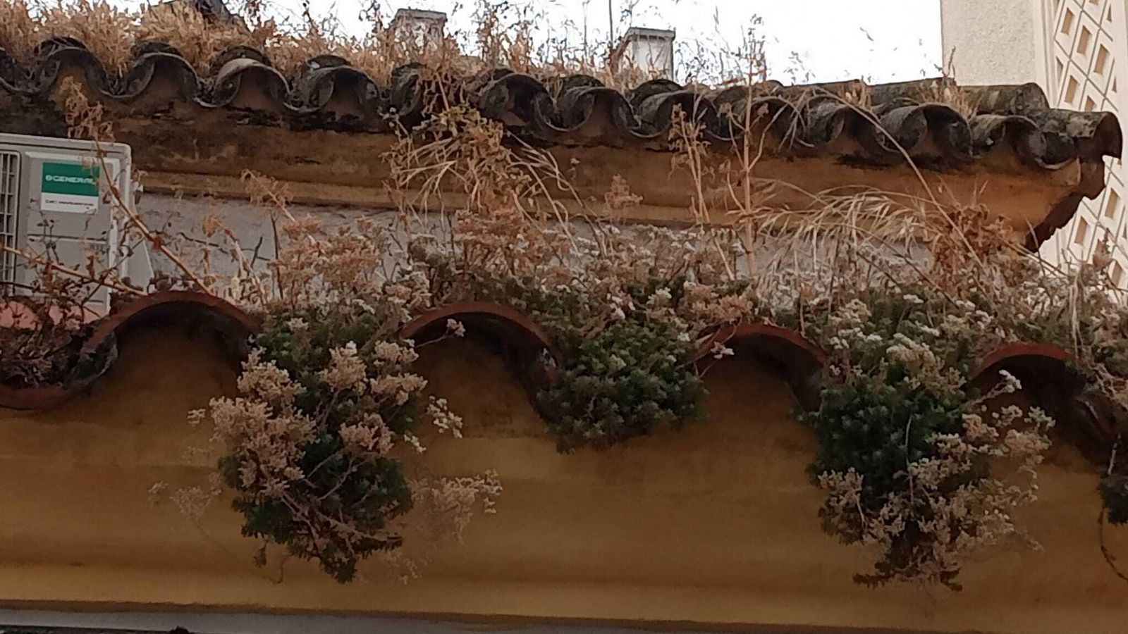 Maleza que había crecido en el tejado de la asociación de vecinos de La Plata.