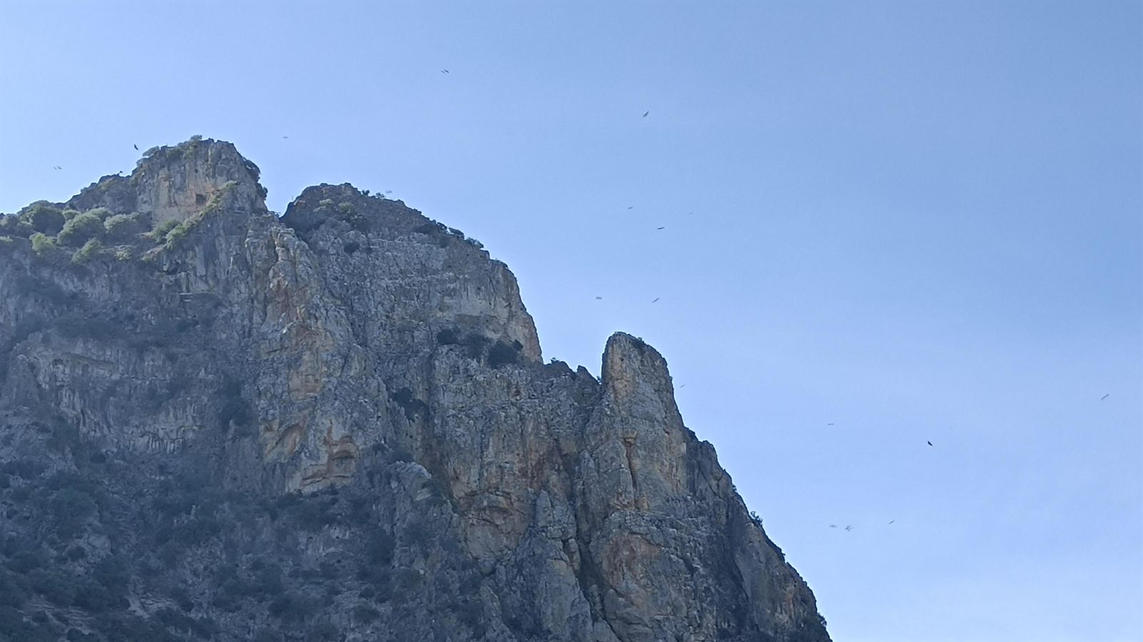 Buitres sobrevolando la montaña.