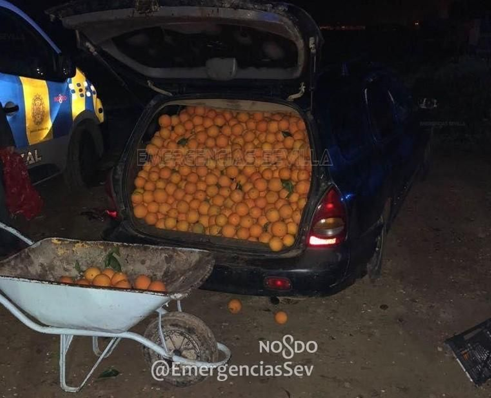 El maletero de un vehículo lleno de naranjas