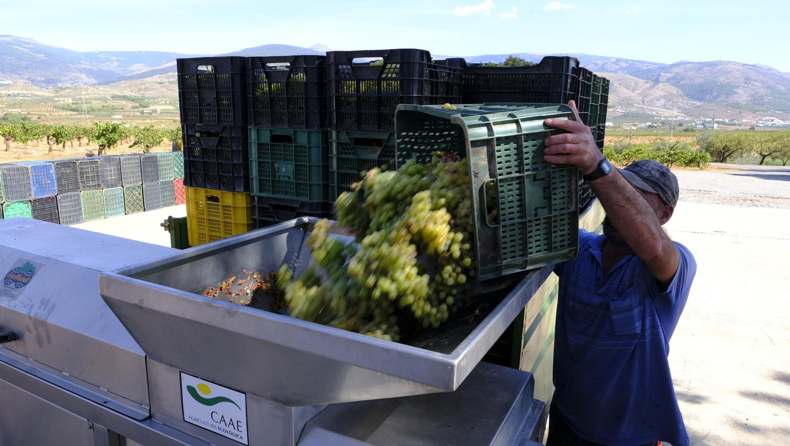 La vendimia en la Bodega Cortijo del Cura de Laujar, en imágenes