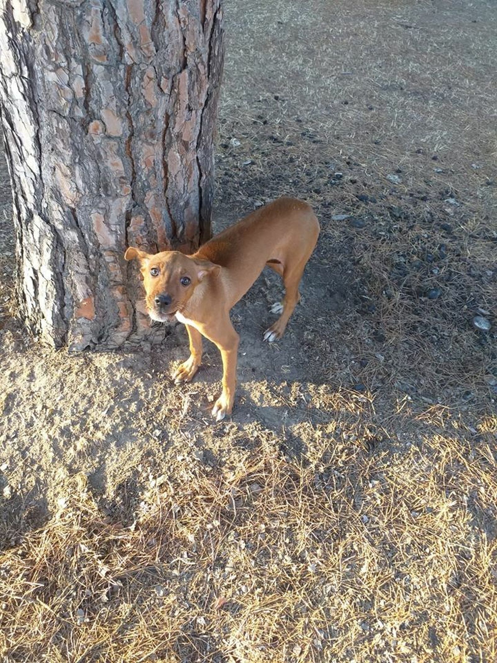 Uno de los animales que cuidaban en el refugio de Cártama incendiado