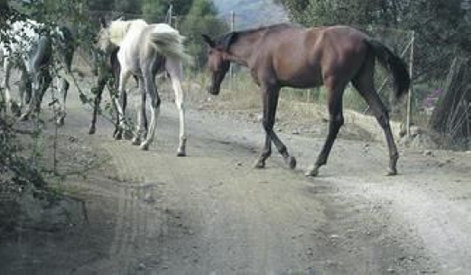 Un grupo de caballos jóvenes deambula por las inmediaciones de Marbella este verano. Un grupo de caballos jóvenes deambula por las inmediaciones de Marbella este verano.