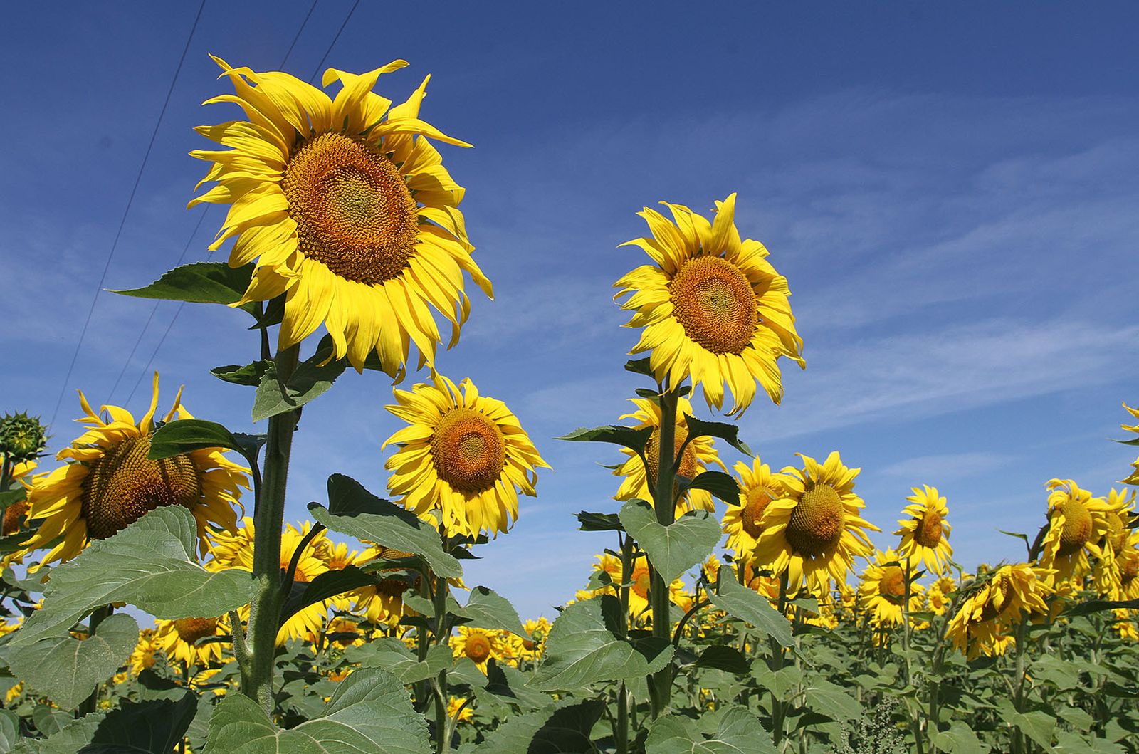 Parcela de girasol en San Juan del Puerto.