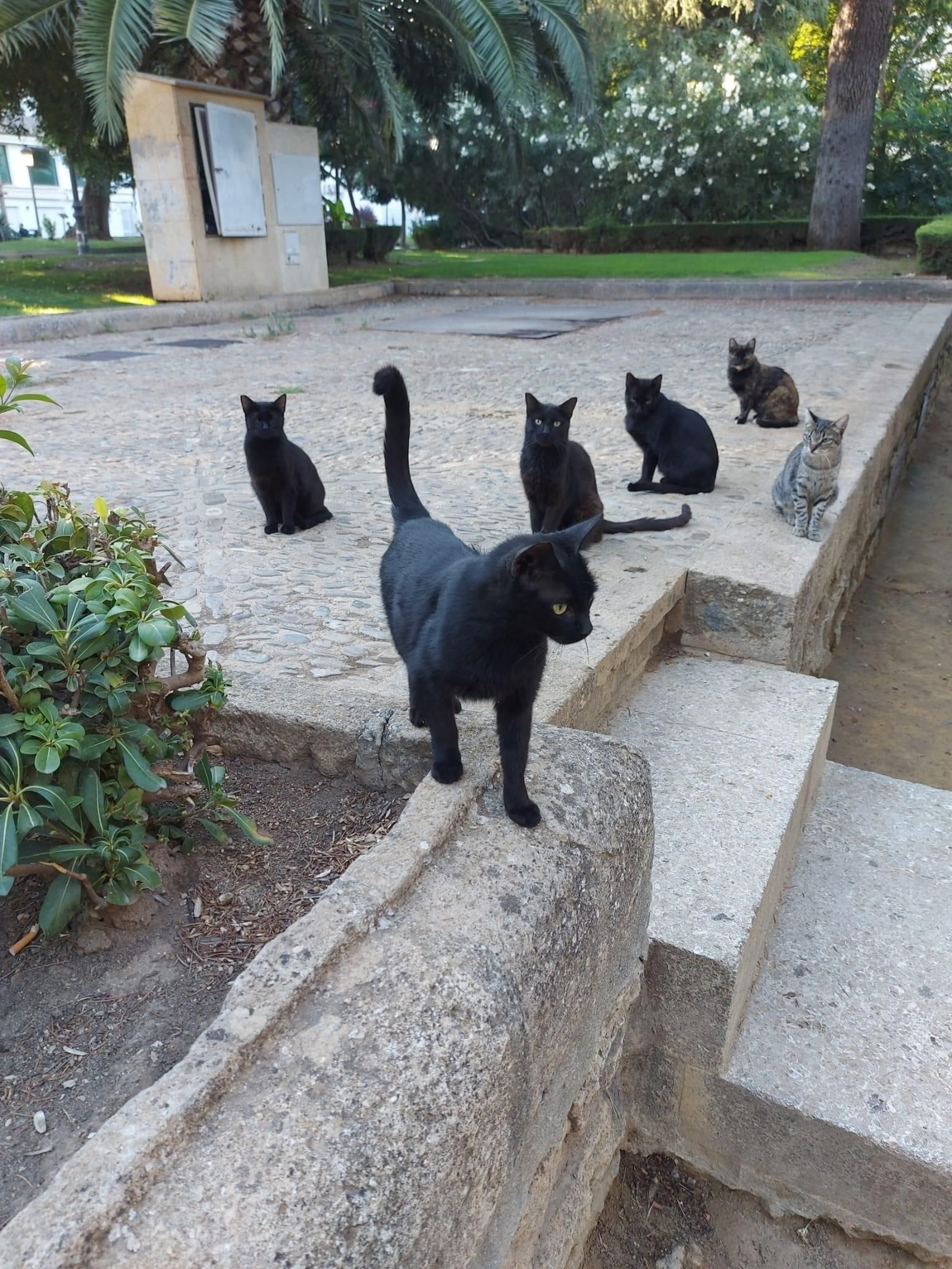 Gatos de la colonia existente en los jardines de Blas Infante.