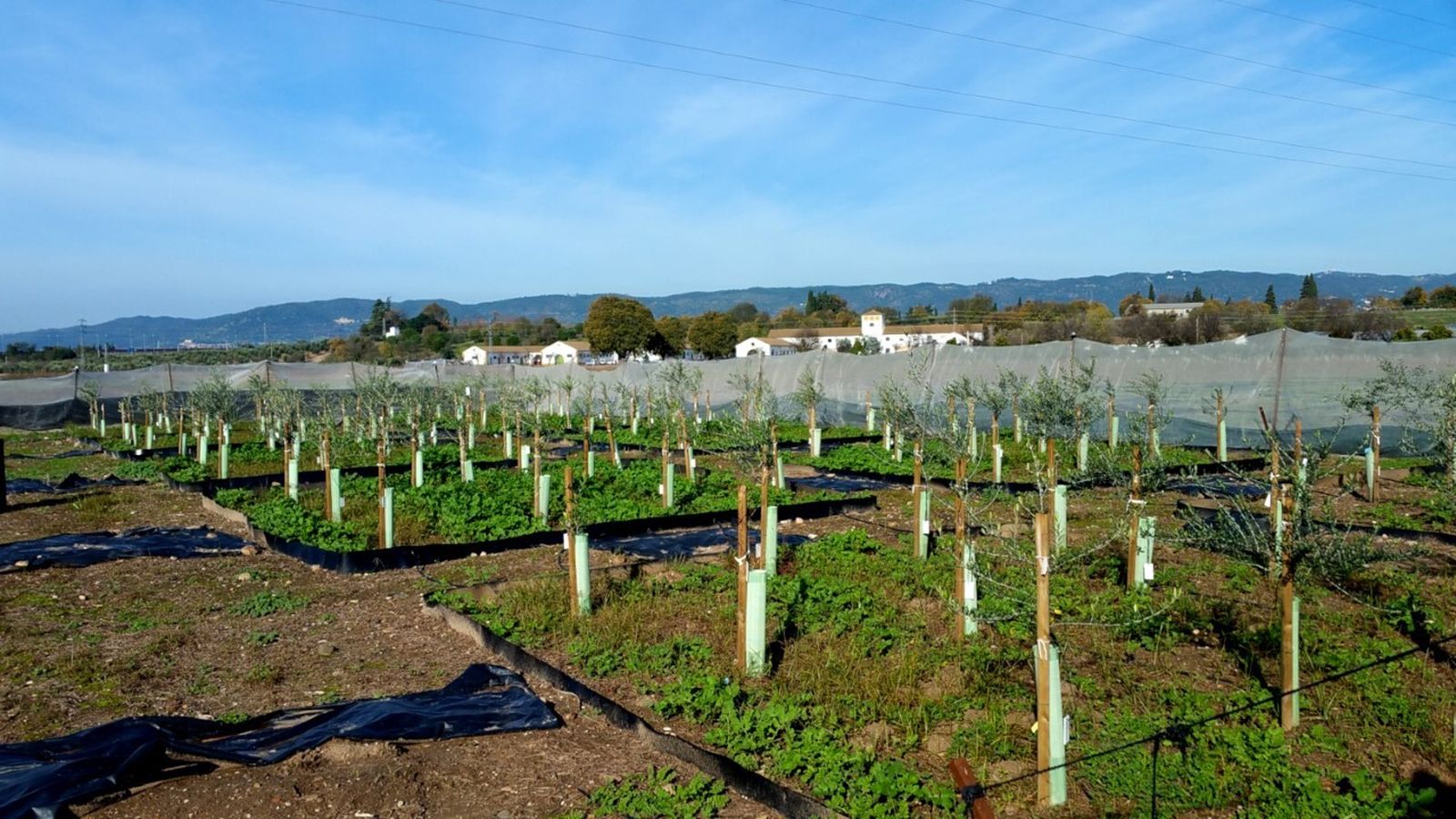 Ensayos con olivos por parte del Ifapa para la resistencia a la verticilosis